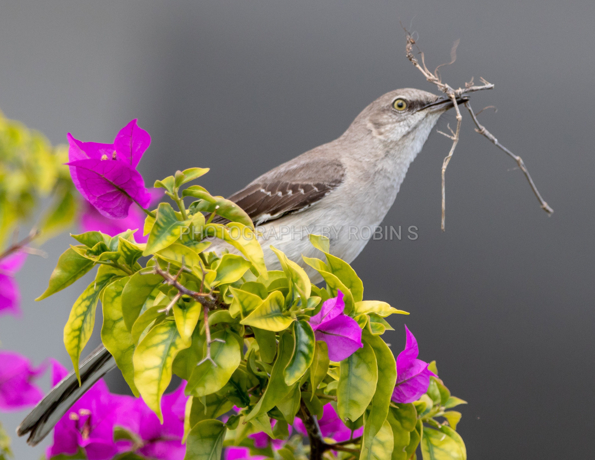 00020-NestBuilding-Mockingbirdwithpinkflowers