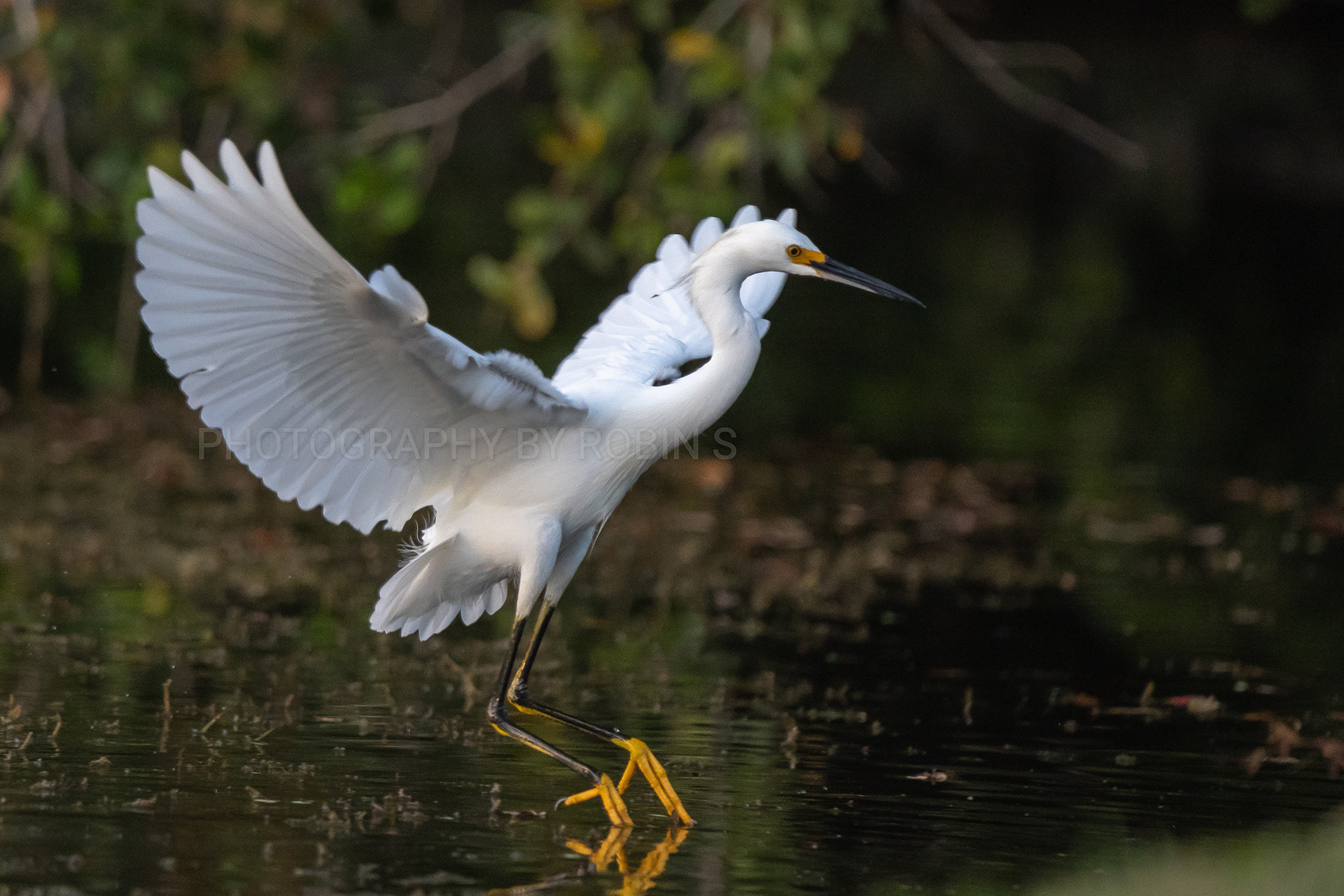 00046-Snowy Egret Landing on Pond