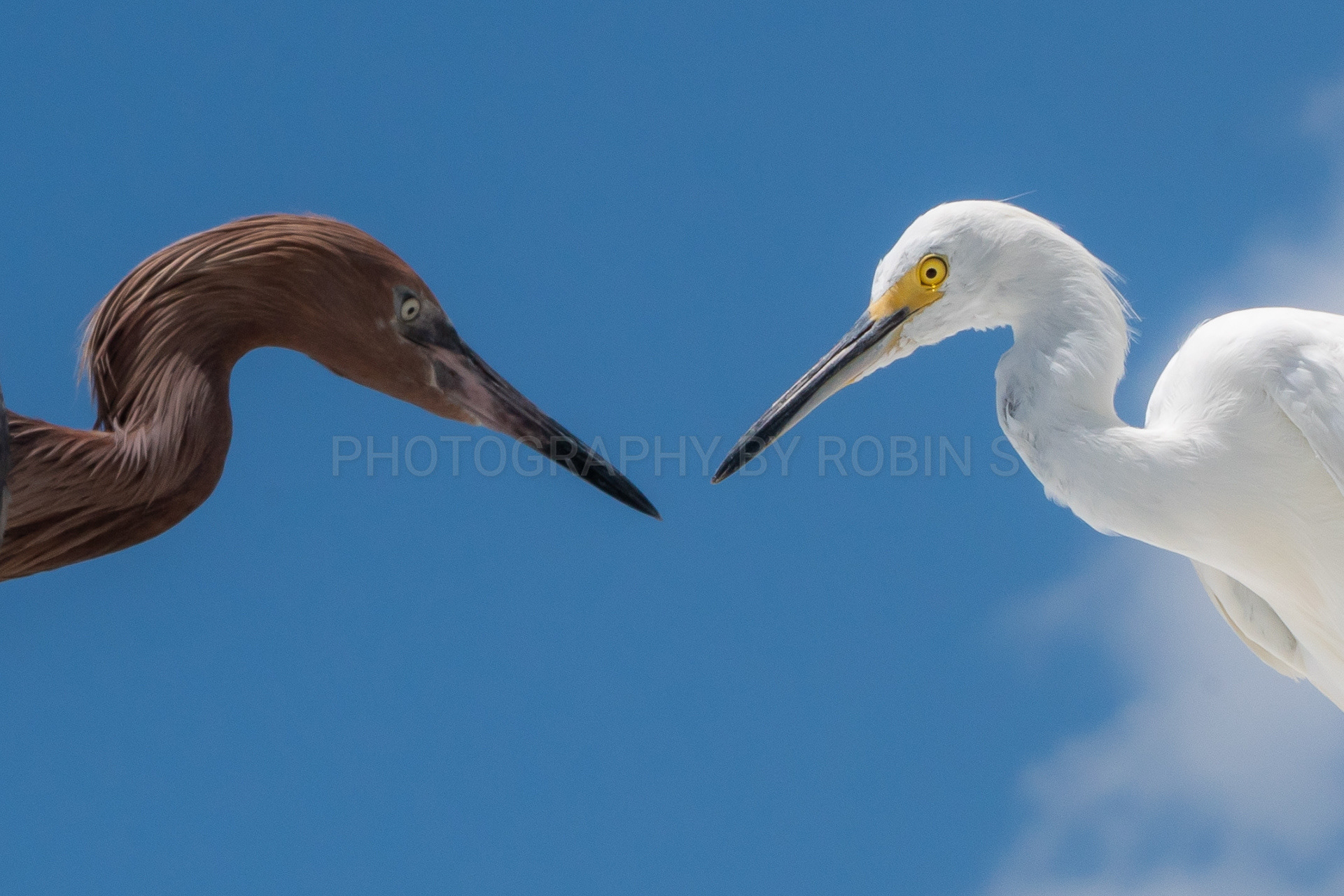 00036-Faceoff Reddish Egret & Snowy Egret