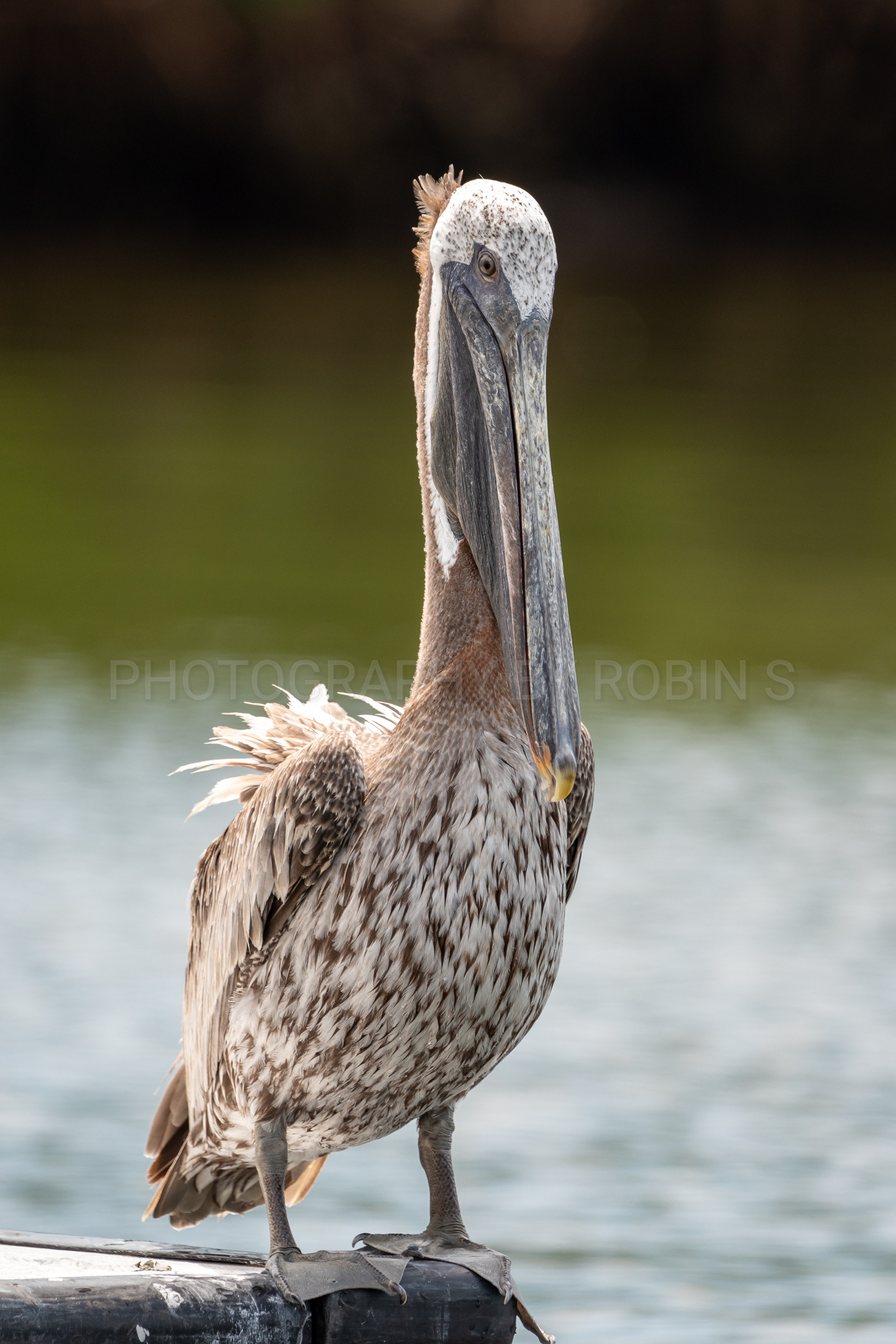 00039-Pelican Portrait