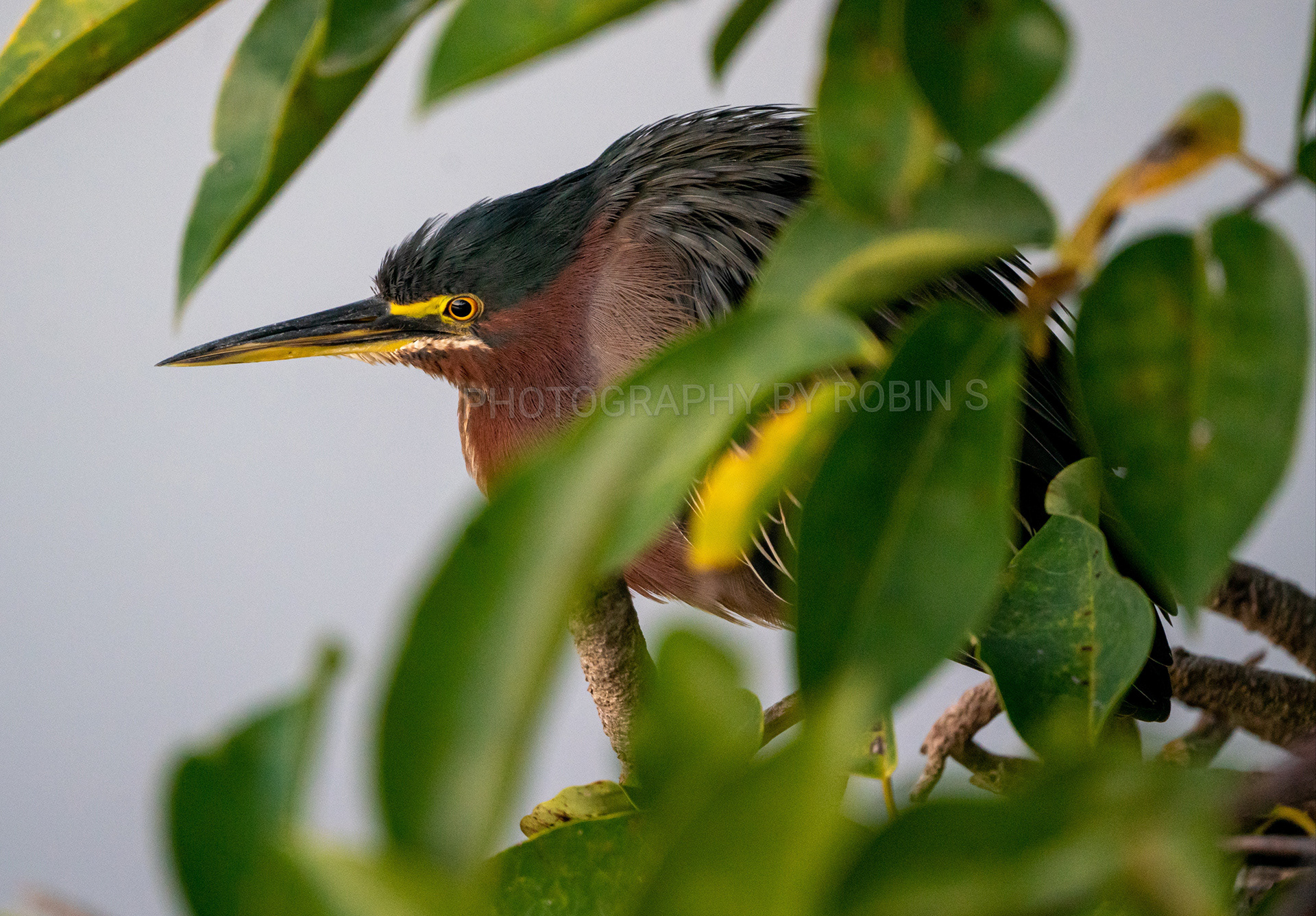00012-Green Heron
