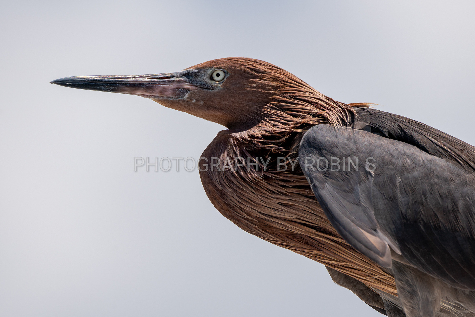 00038-Reddish Egret Closeup Portrait