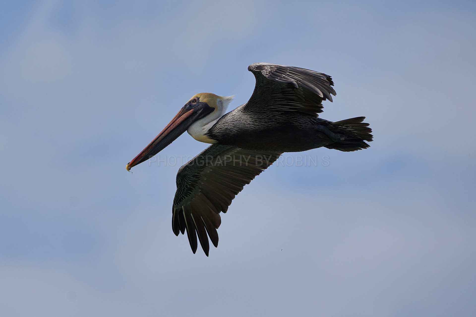 00022-PelicaninFlight