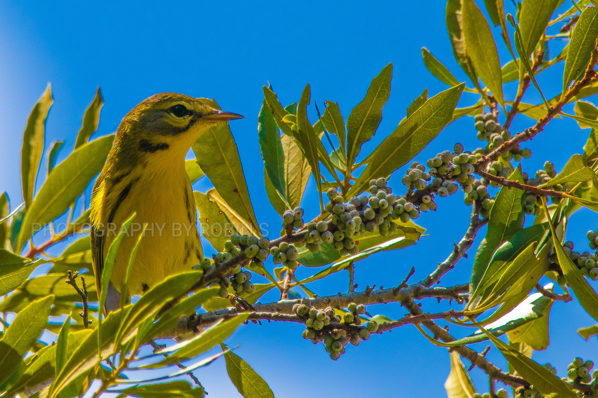 00003-Prairie Warbler