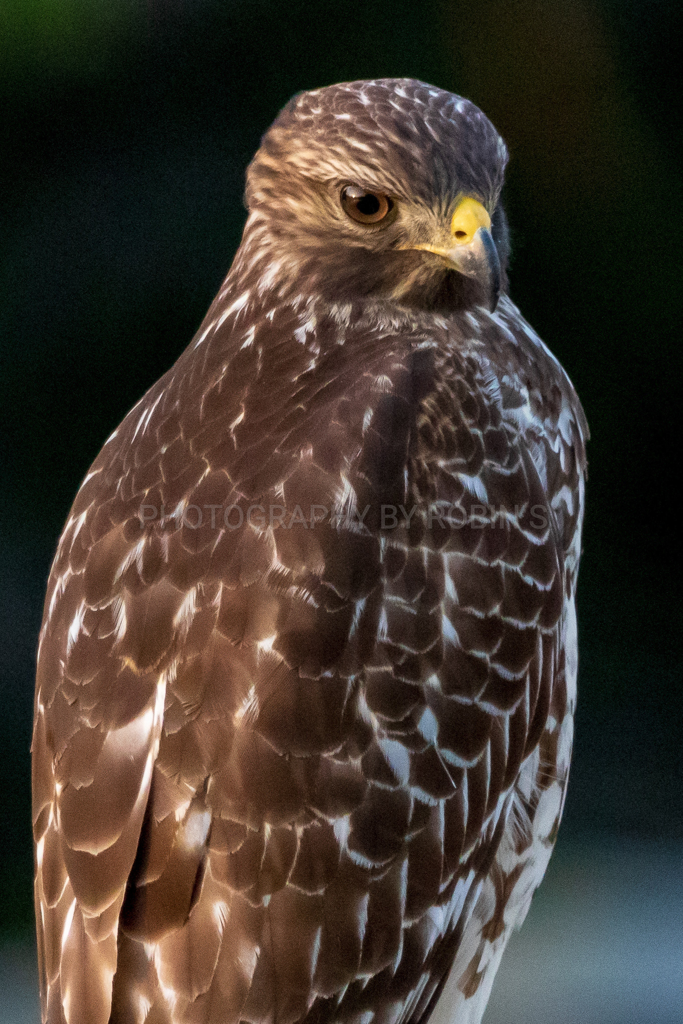 00017-RedshoulderHawk