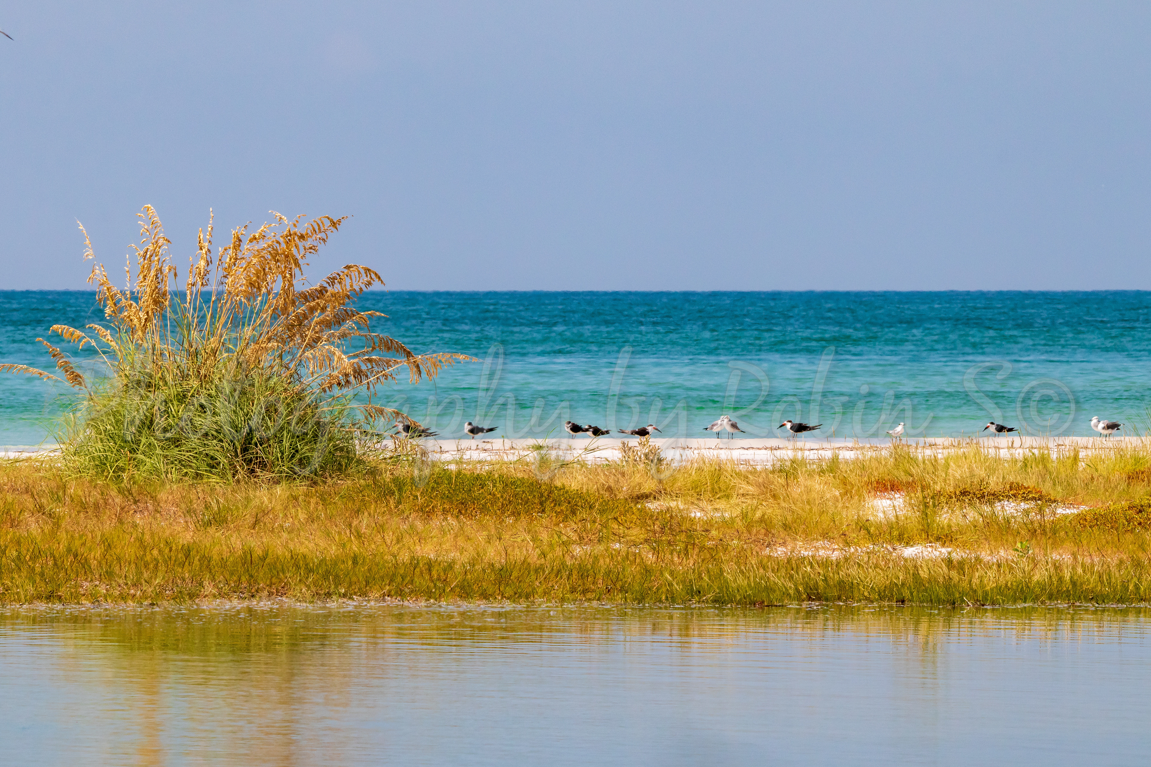 00033-Bay Gulf with Skimmers