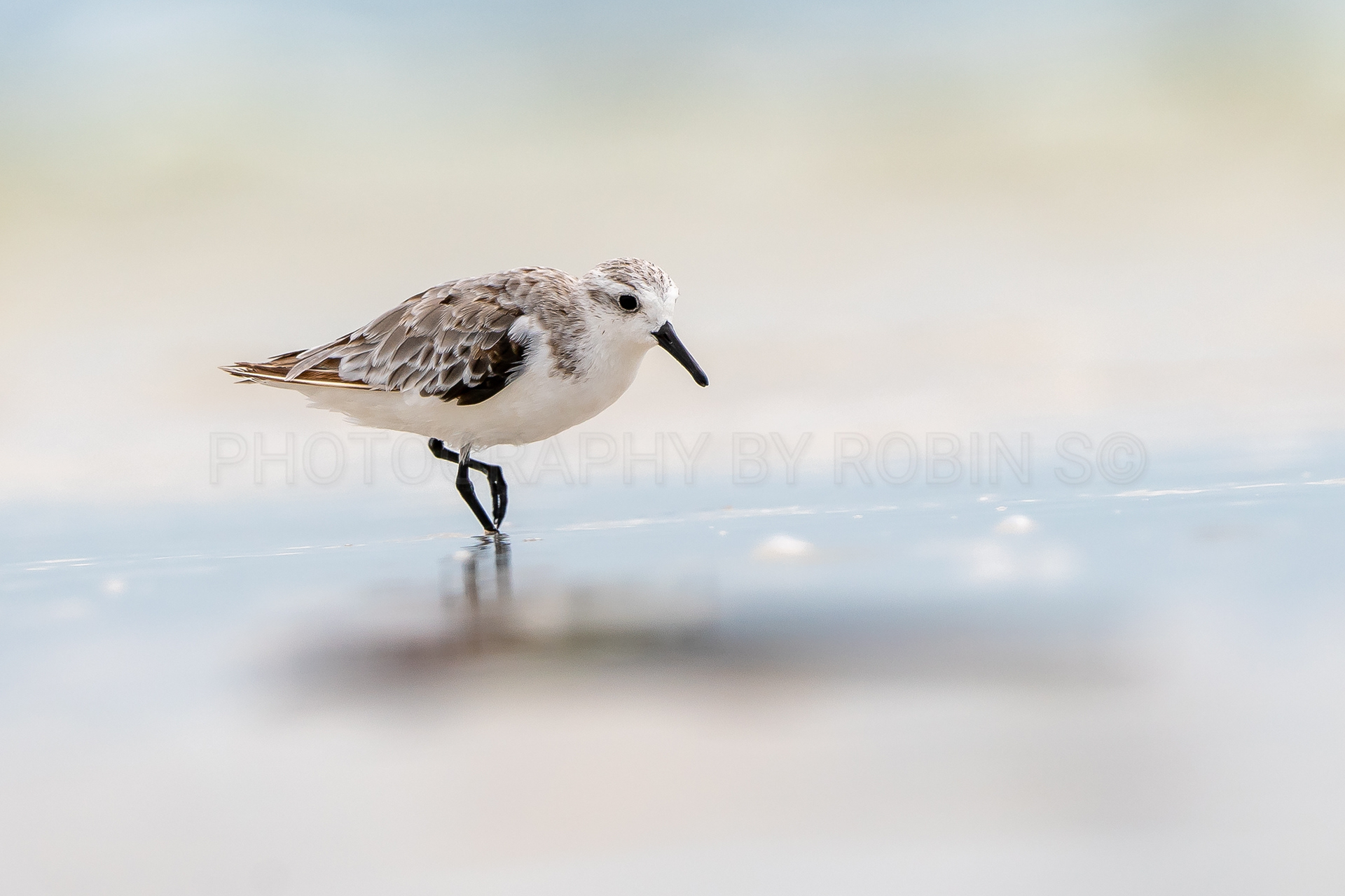 00052- Sanderling