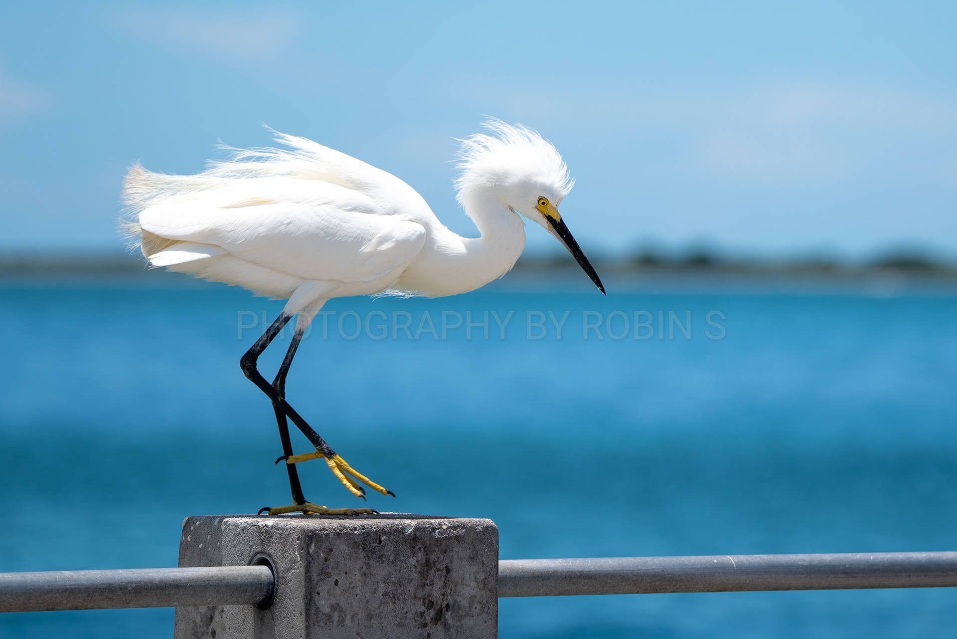 00032-Snowy Egret Over The Gulf