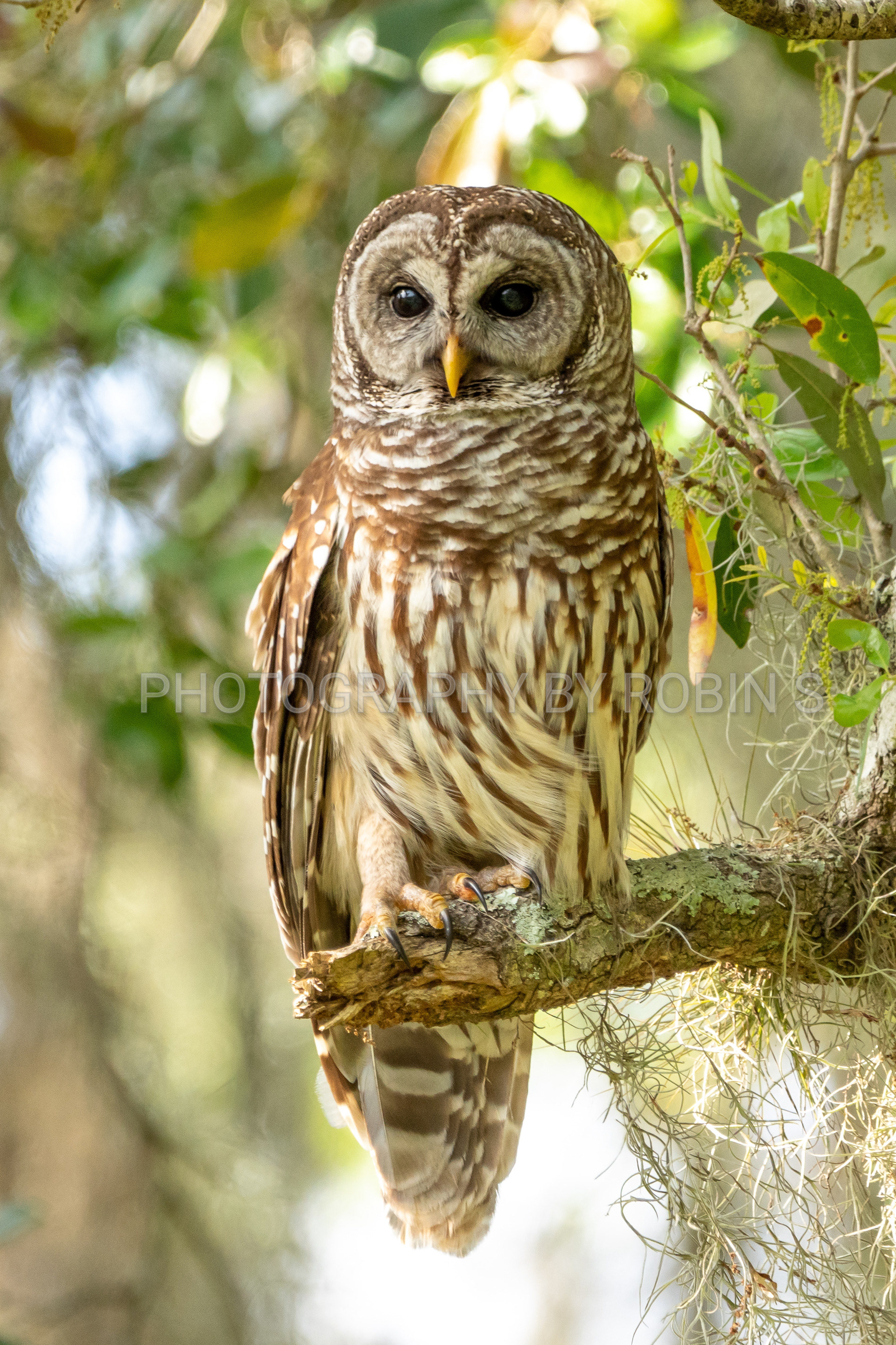 00034-Barred Owl