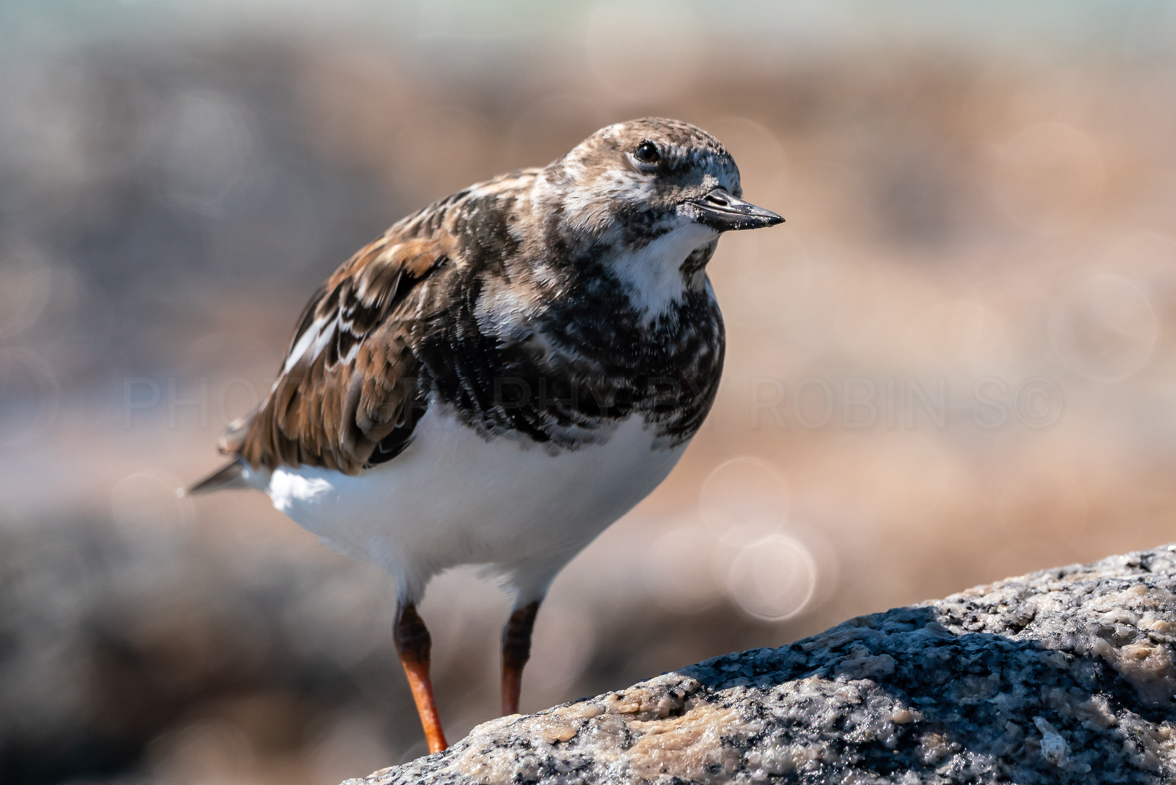 00057-Thoughtful Ruddy Turnstone