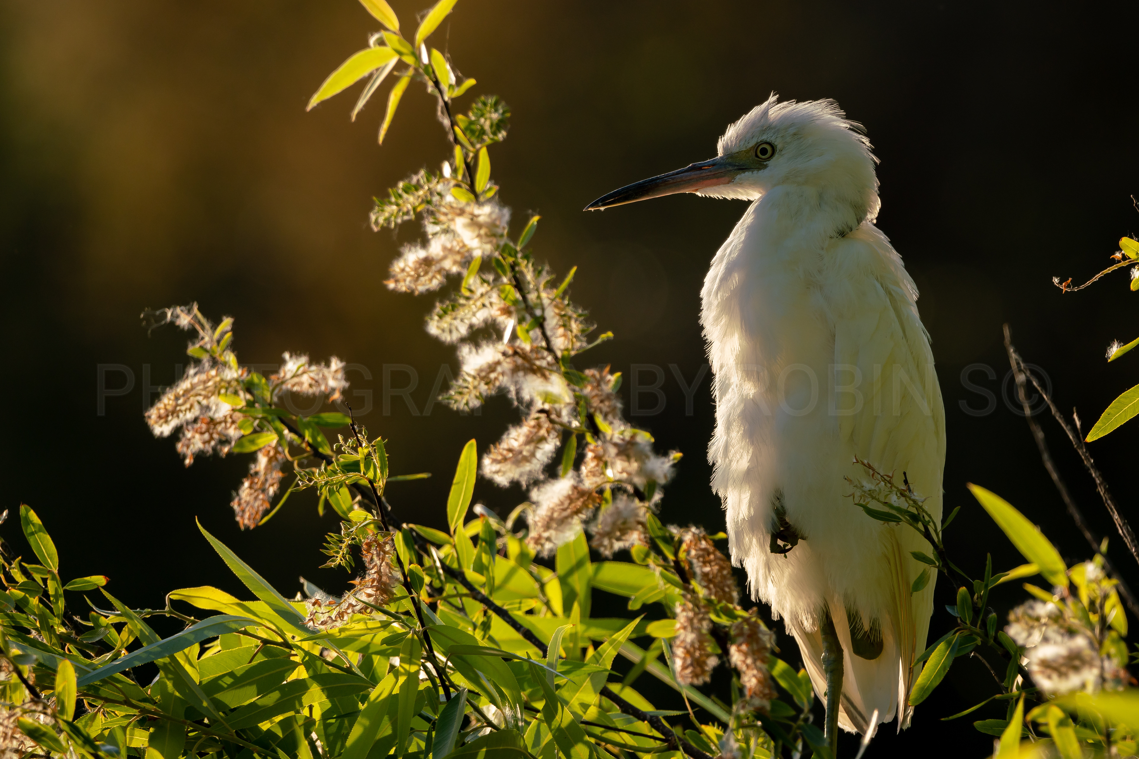 00062-Juvenileblueheronsunset