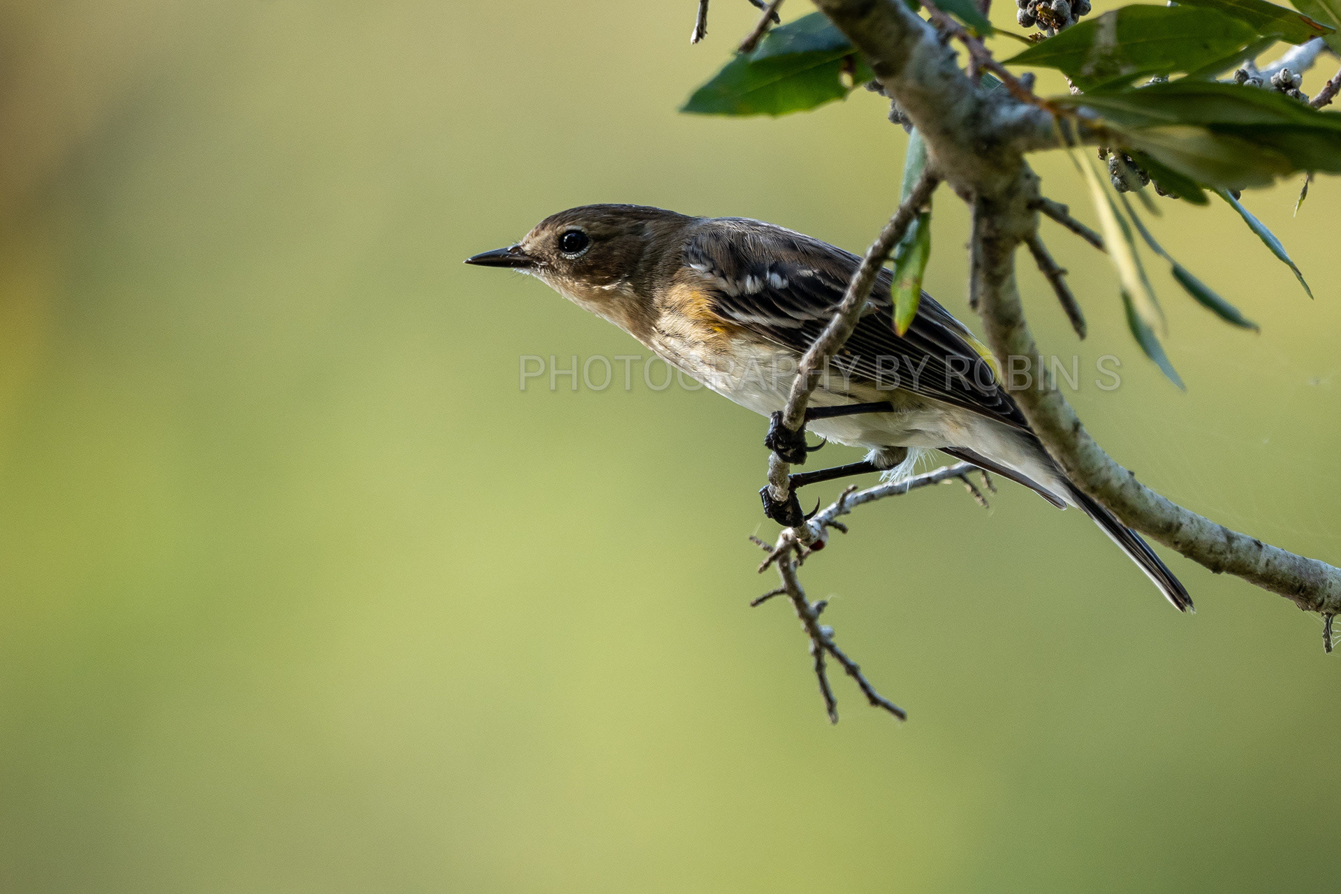 00049-Yellow-Rumped Warbler