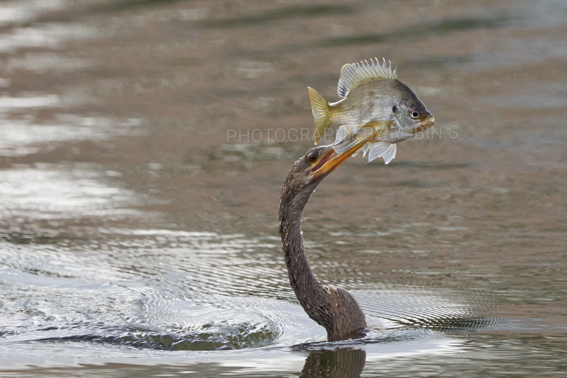 00015-Anhinga Bluegill Catch