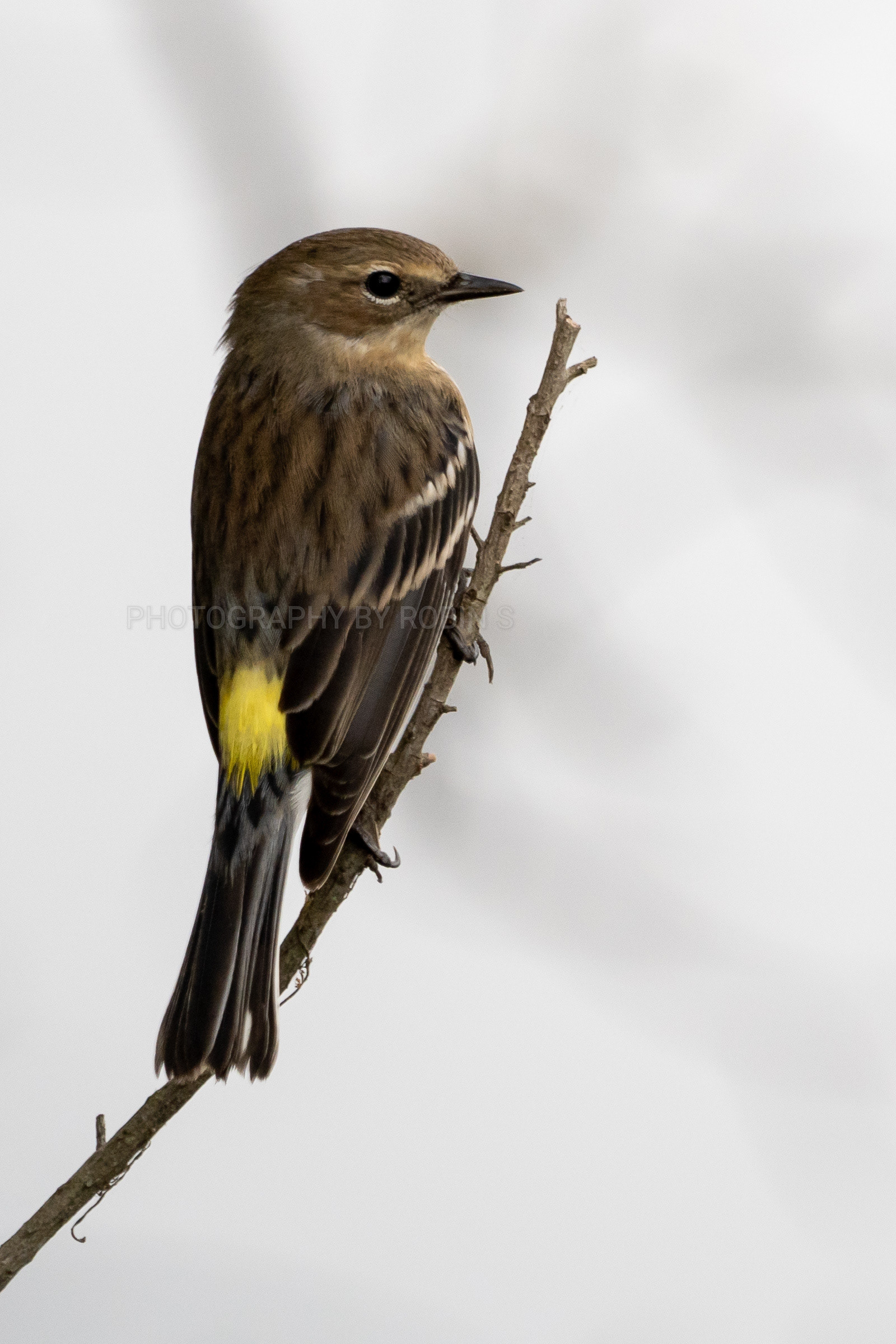 00003-Yellow Rumped Warbler