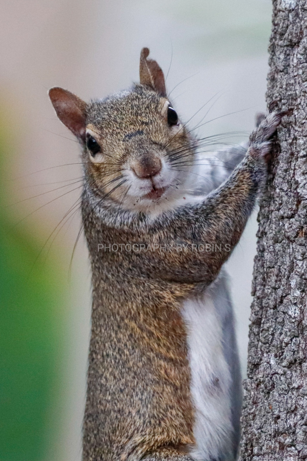 00045-Squirrel on Tree w/White &Green