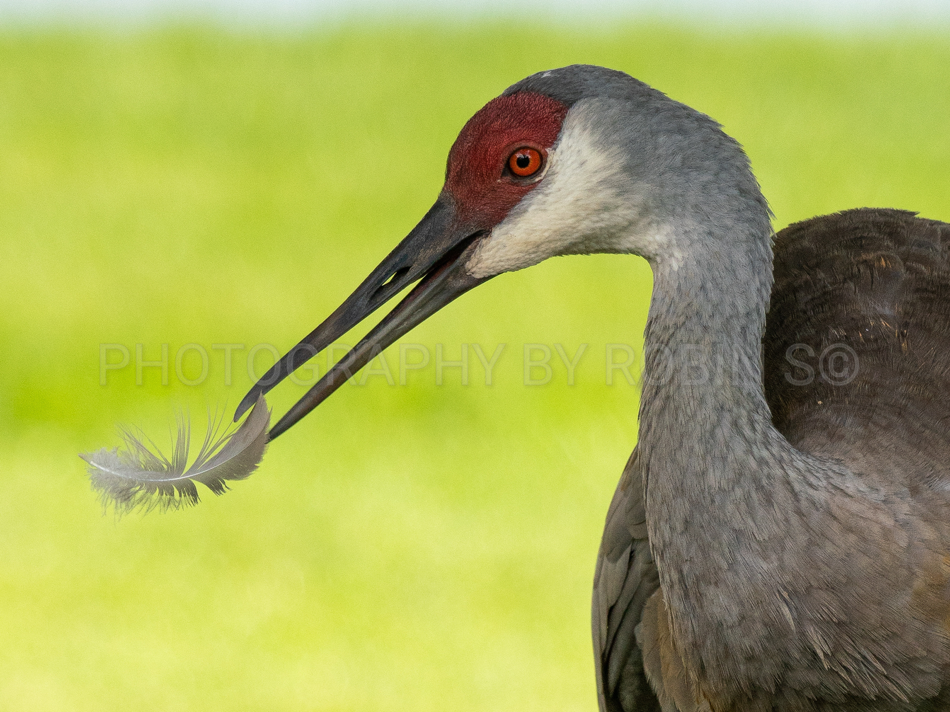 00055-S Crane With Feather