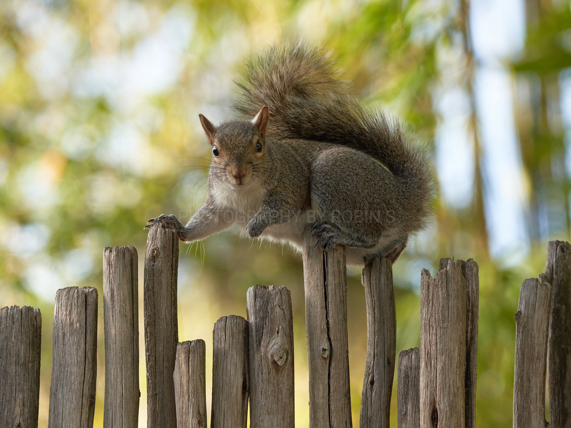 00027-Squirrelonfence