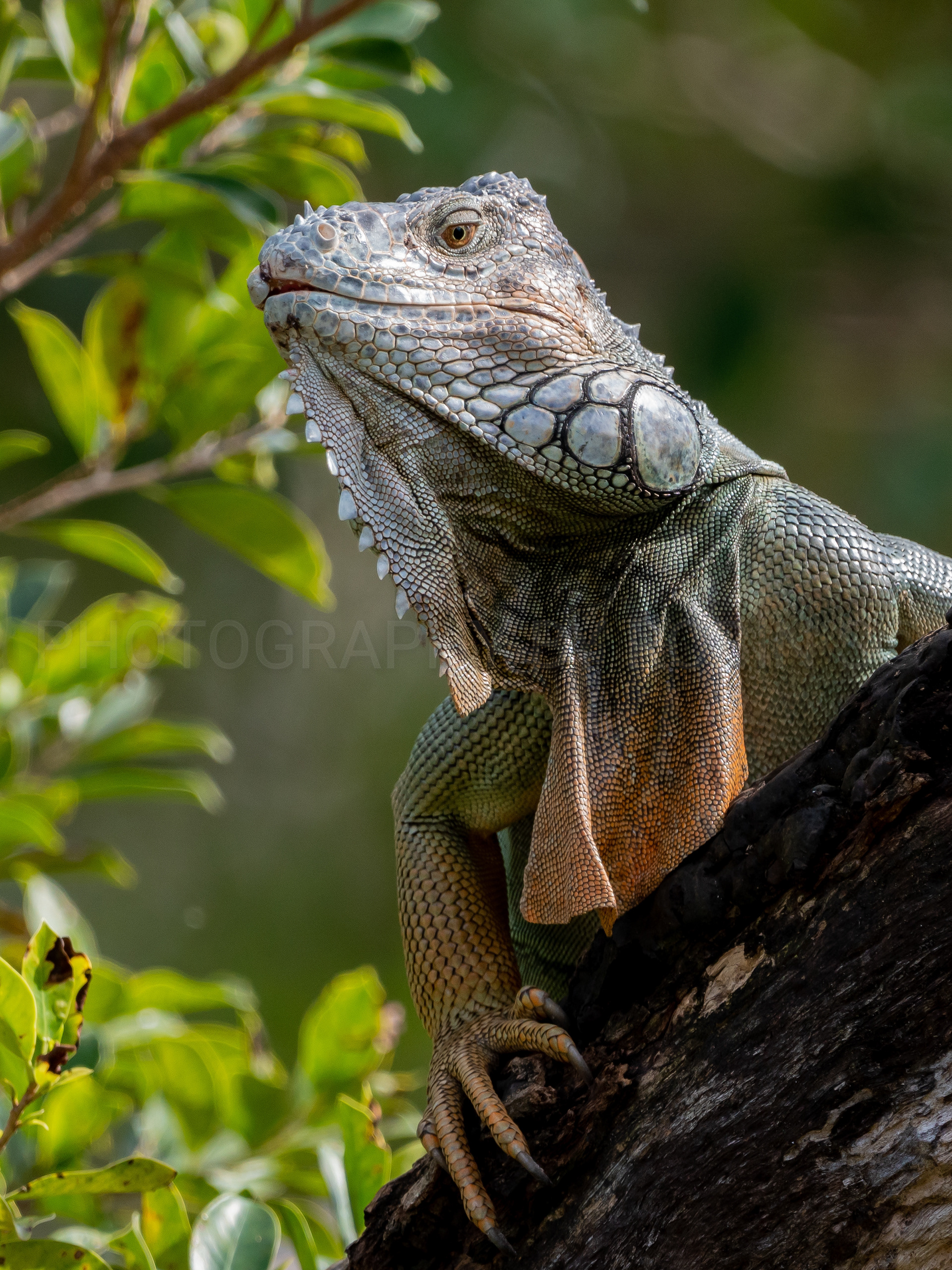 00051-Iguana Portrait