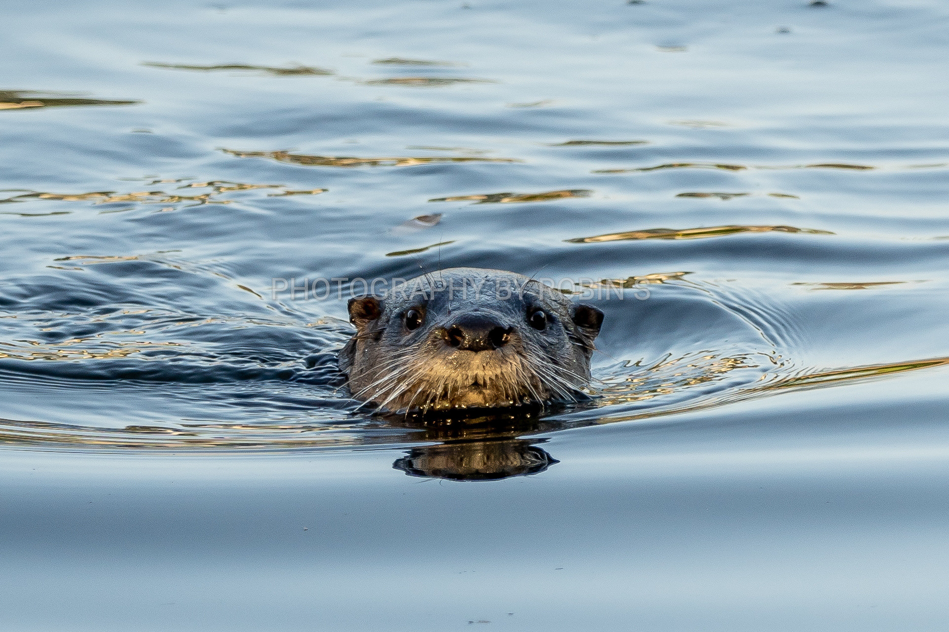 00001-Otter Swimming Facing Forward