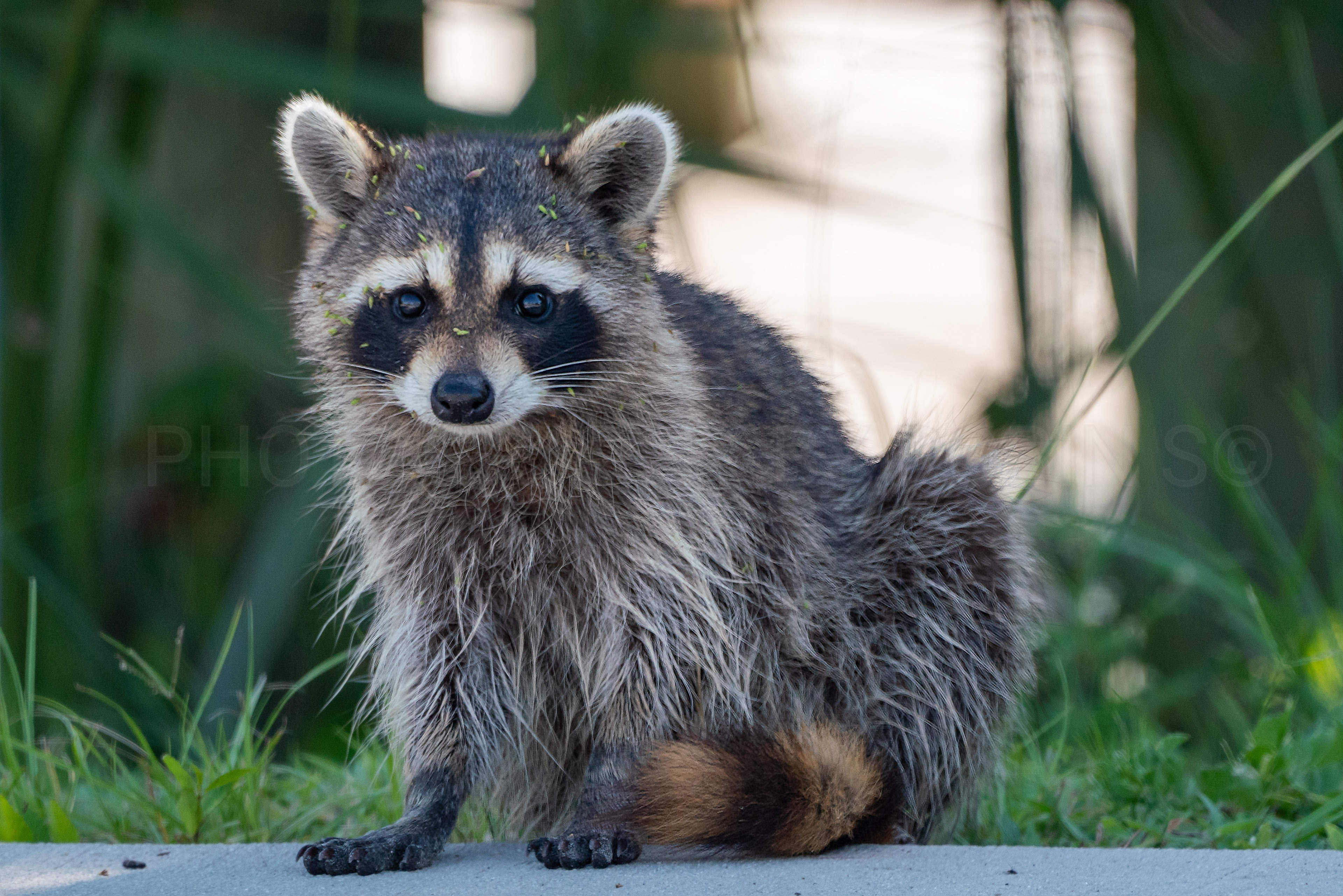 00060-Racoon Portrait