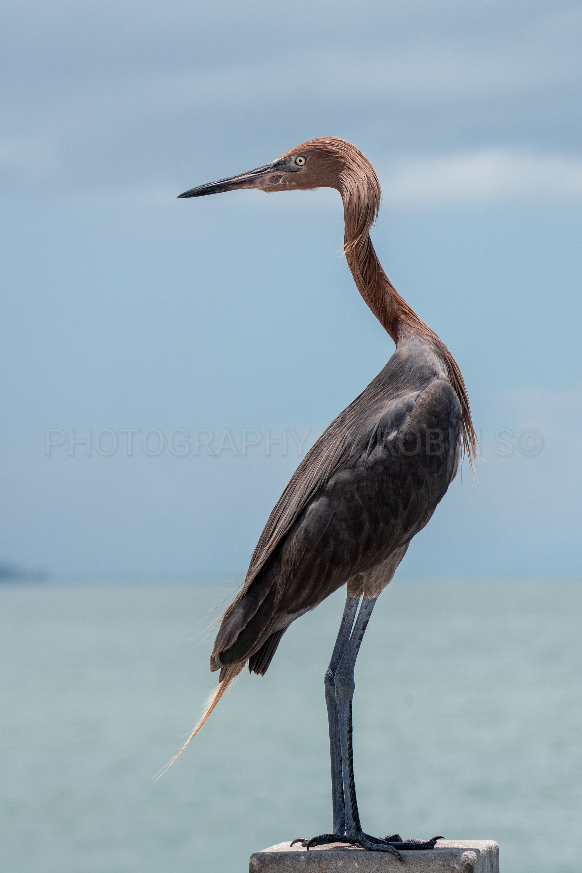 00054-Reddish Egret Over Gulf
