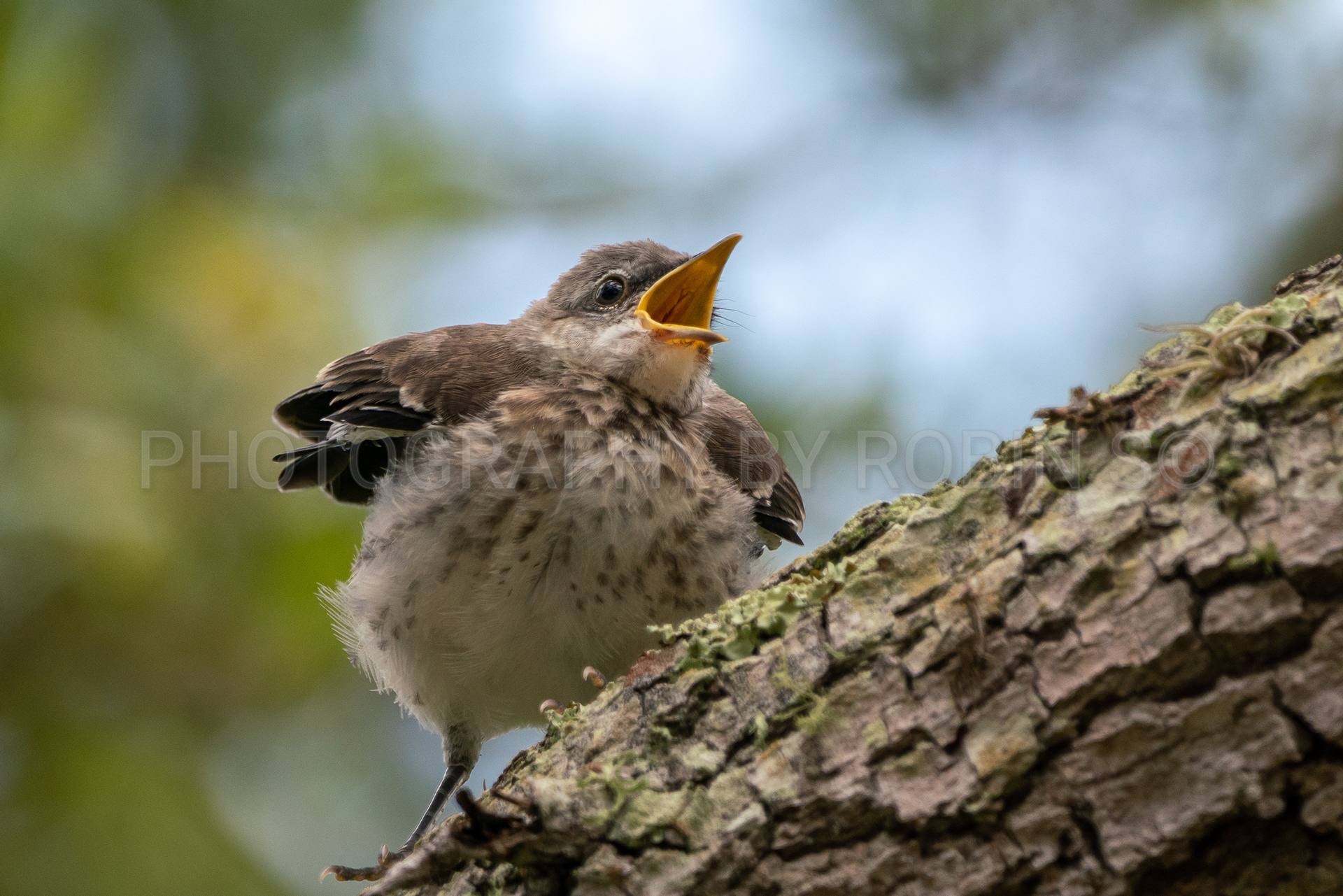 00056-Baby Mockingbird Mouth Open