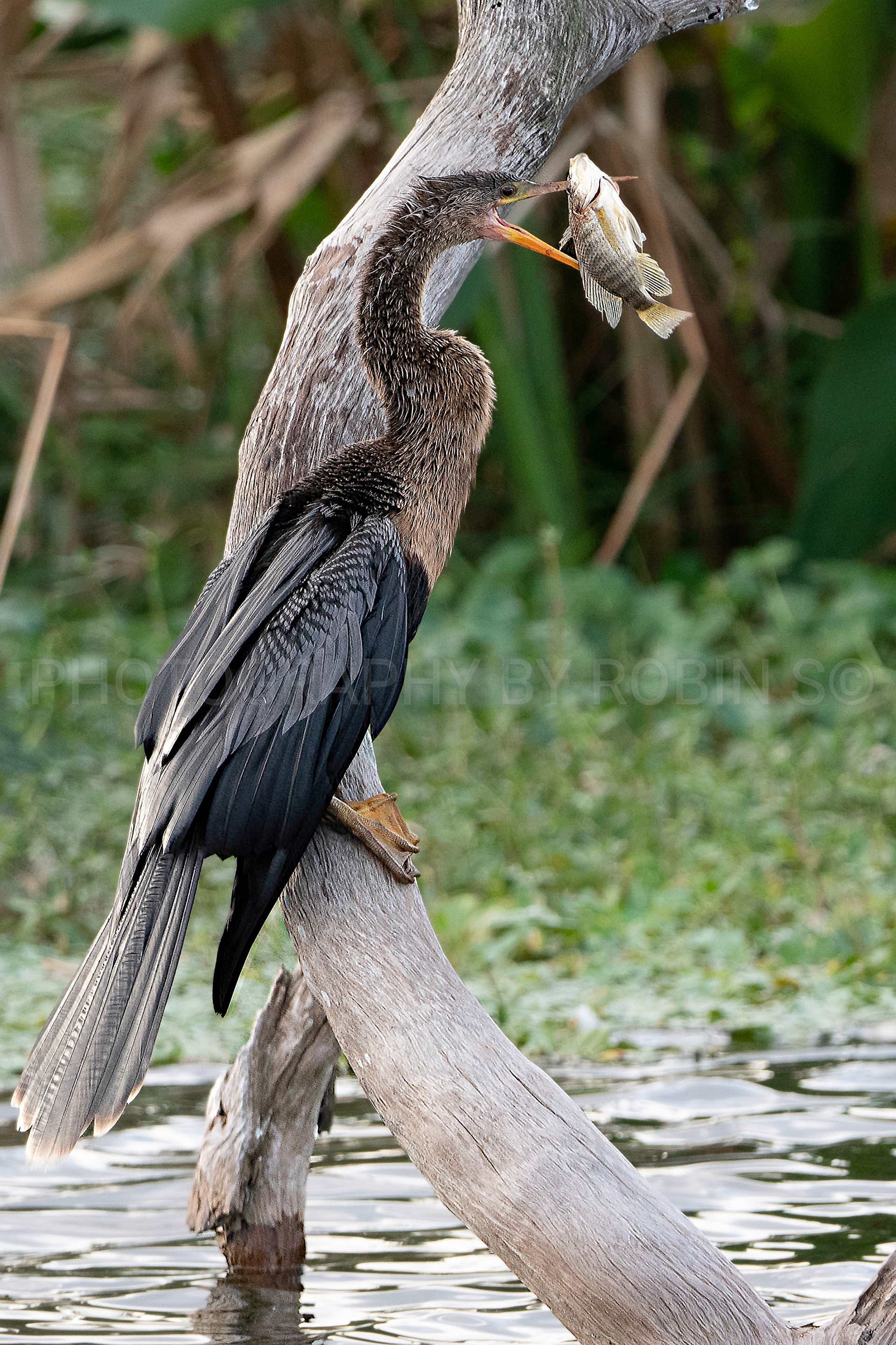 00061-Anhinga With fish vertical