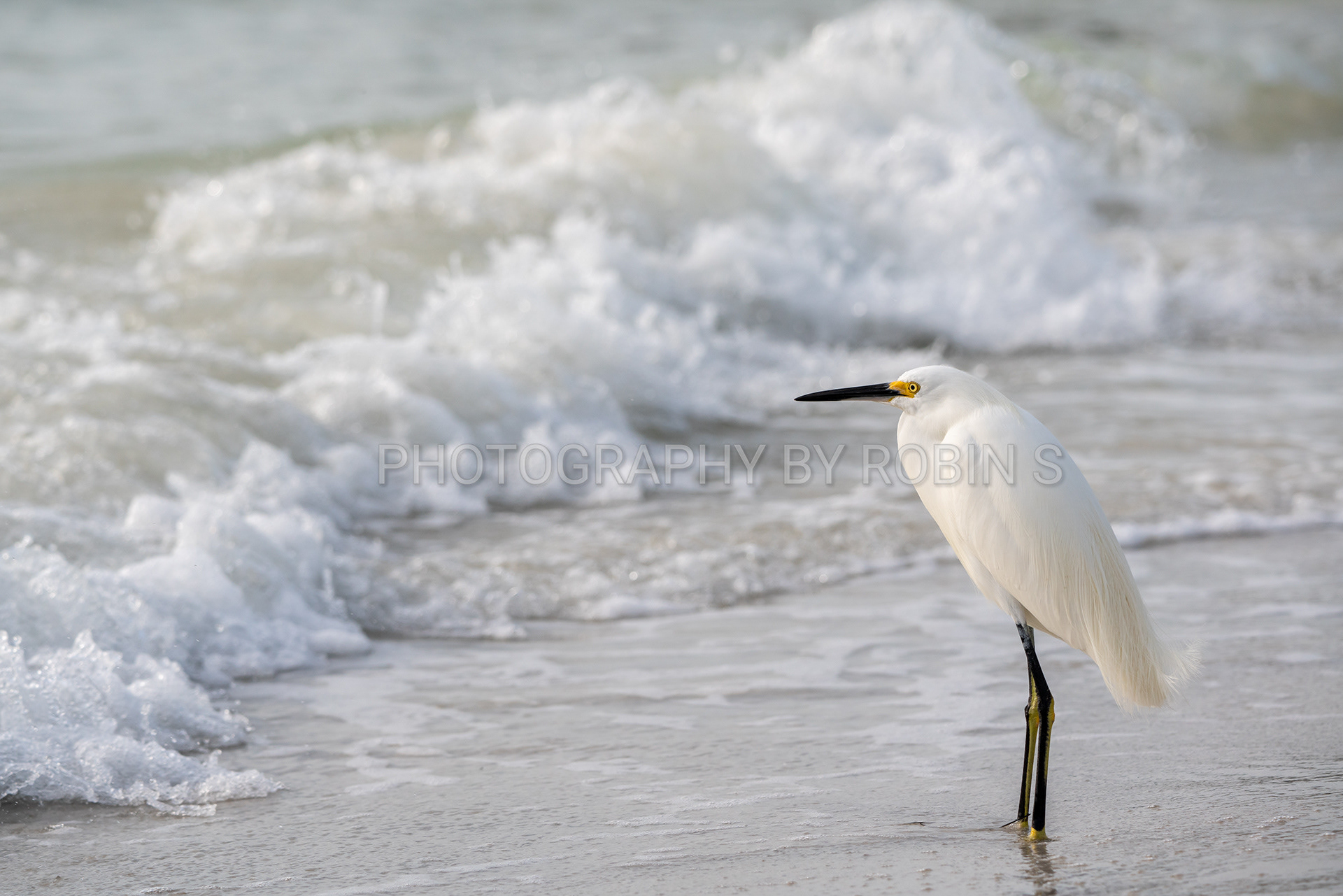 00037-Snowy Egret in Surf
