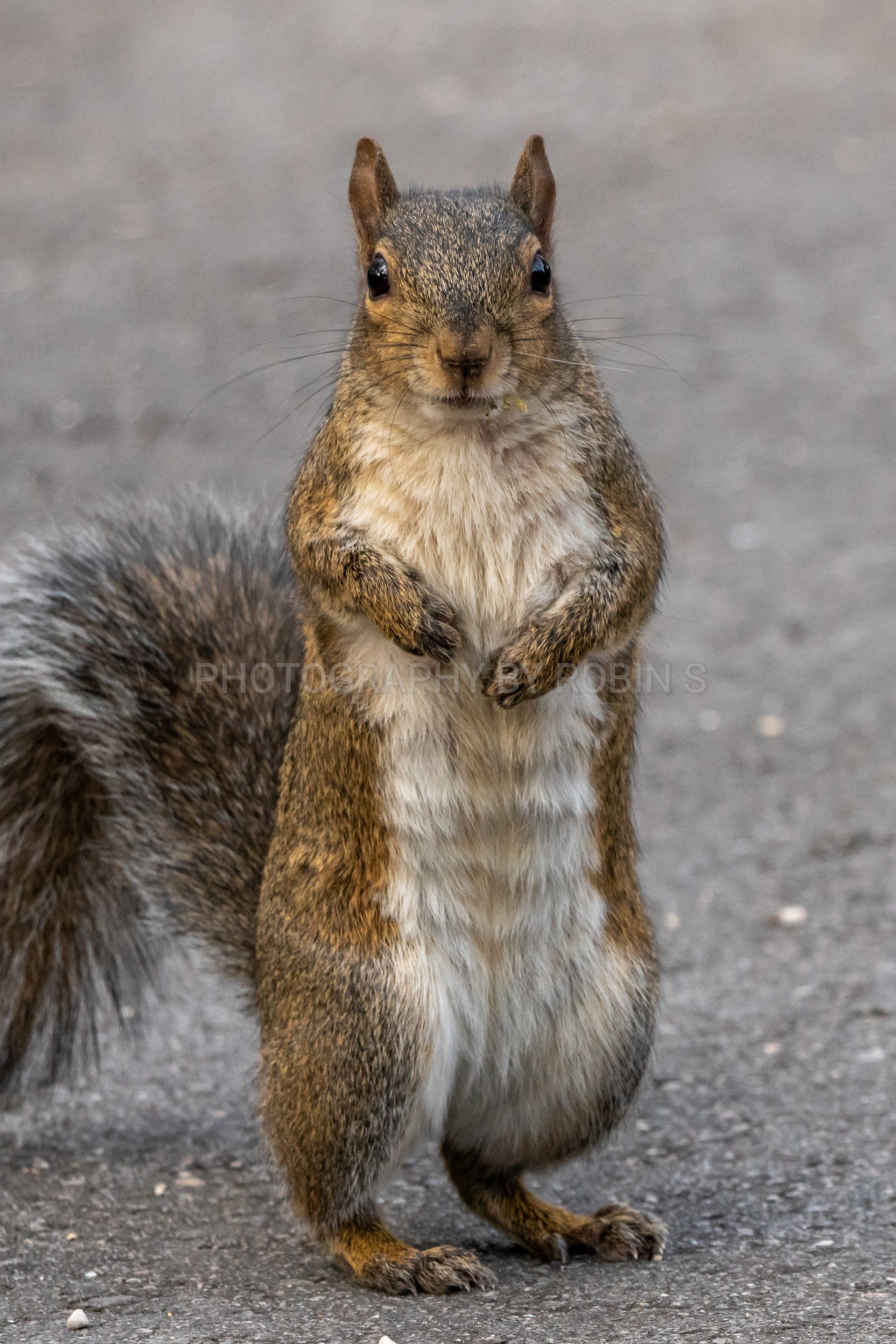 00031-Squirrel Begging