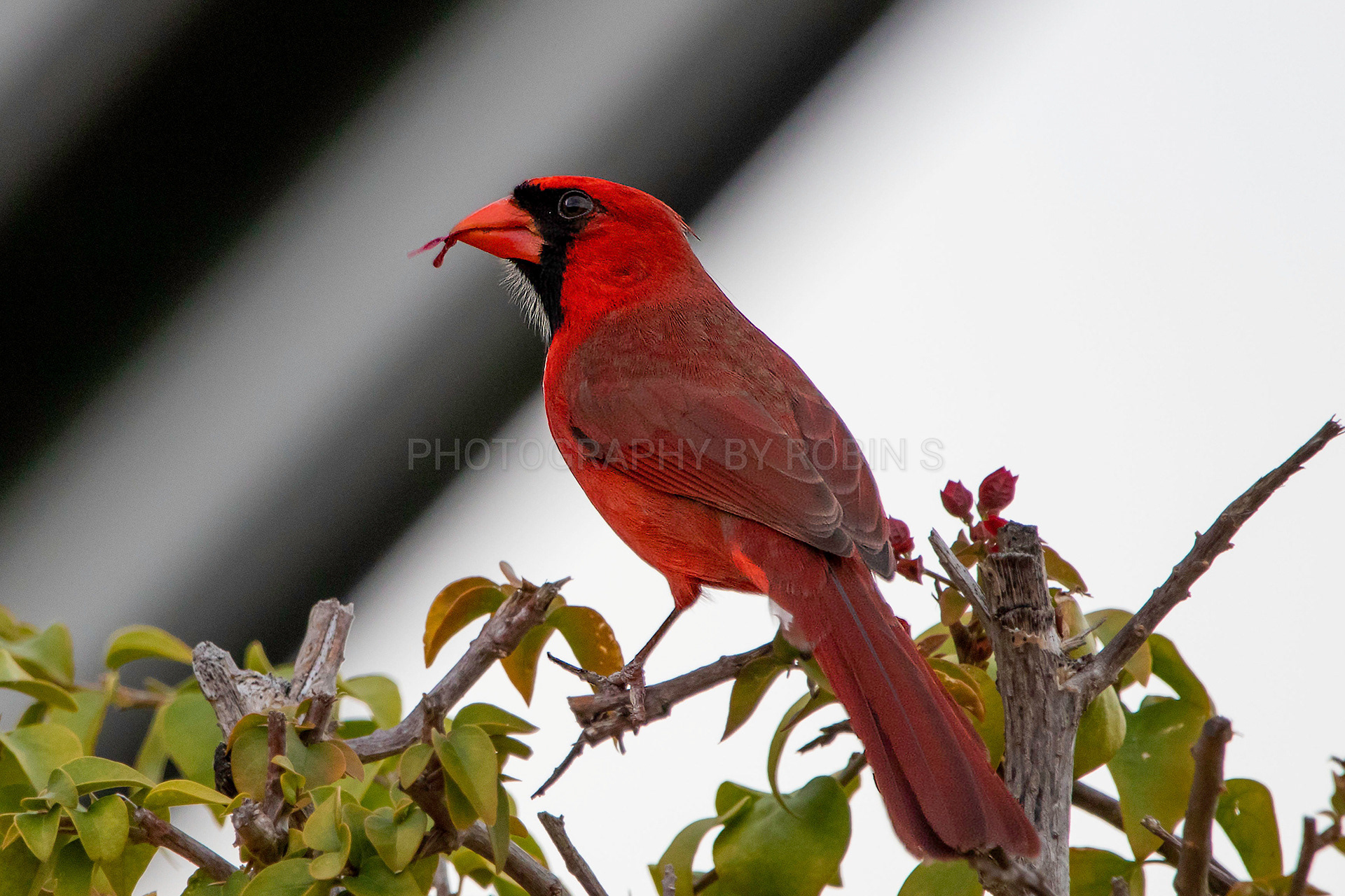00004-Cardinal
