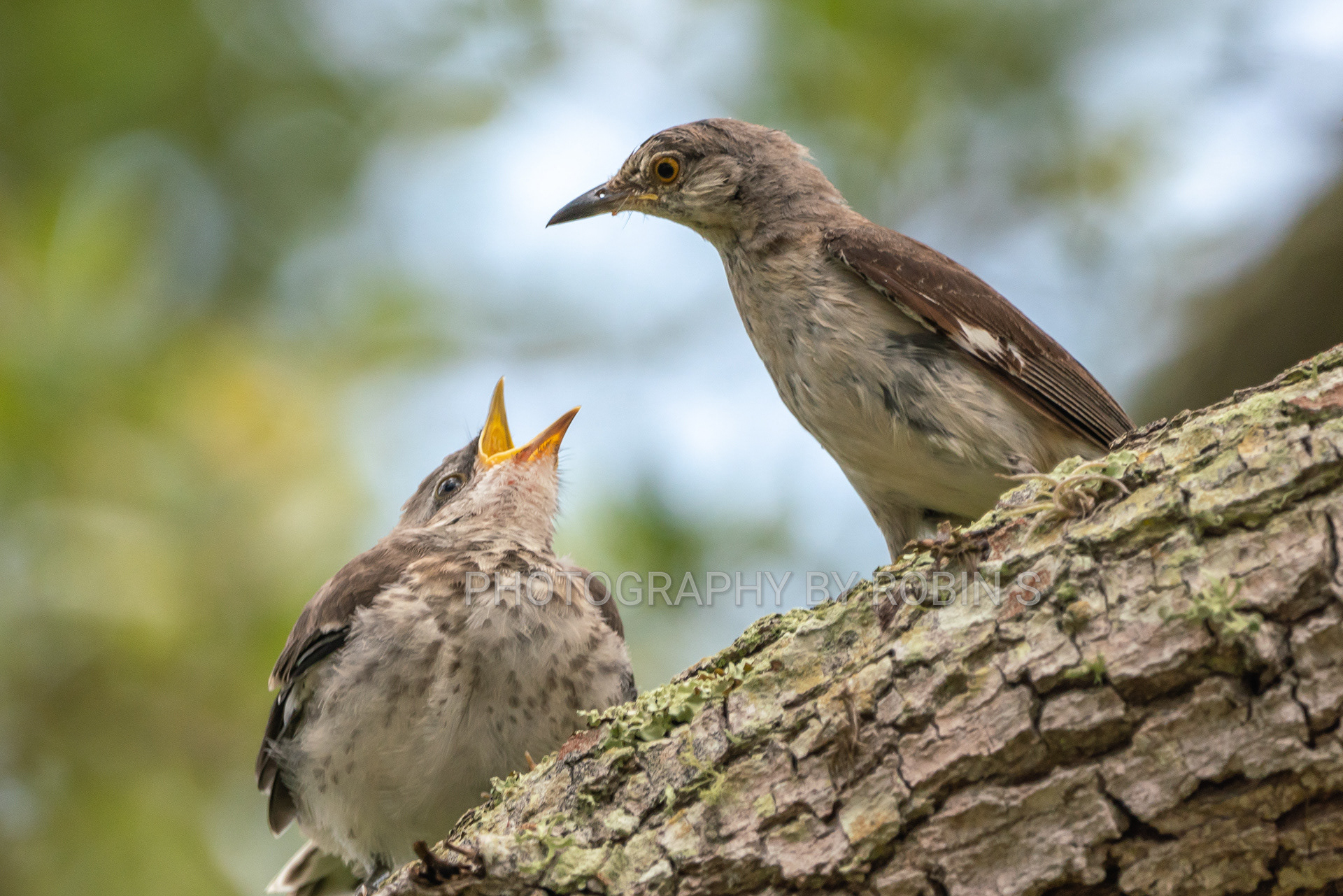 00016-Mockingbirds-FamilyTime