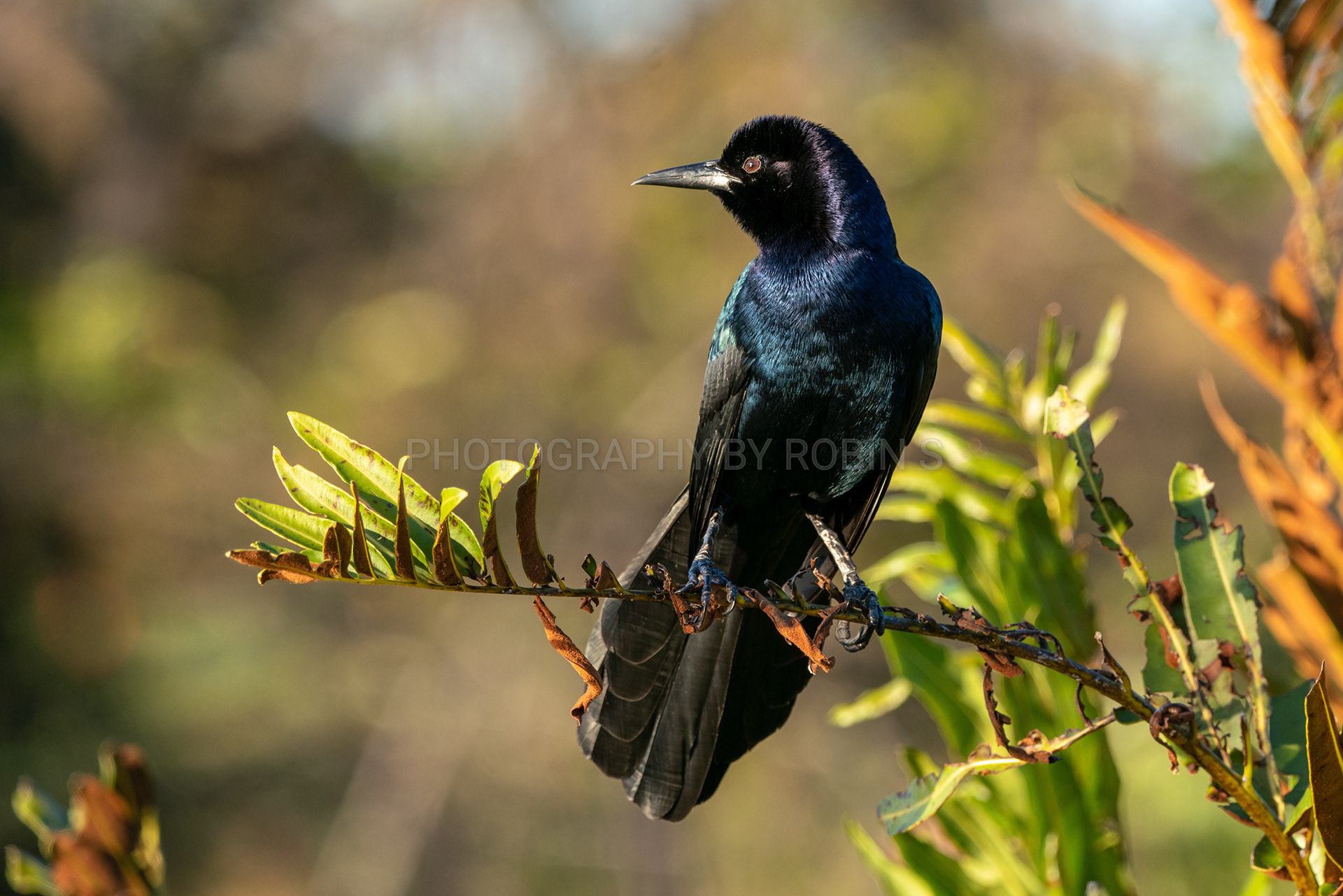 00008-Boattailedgrackleonbranch