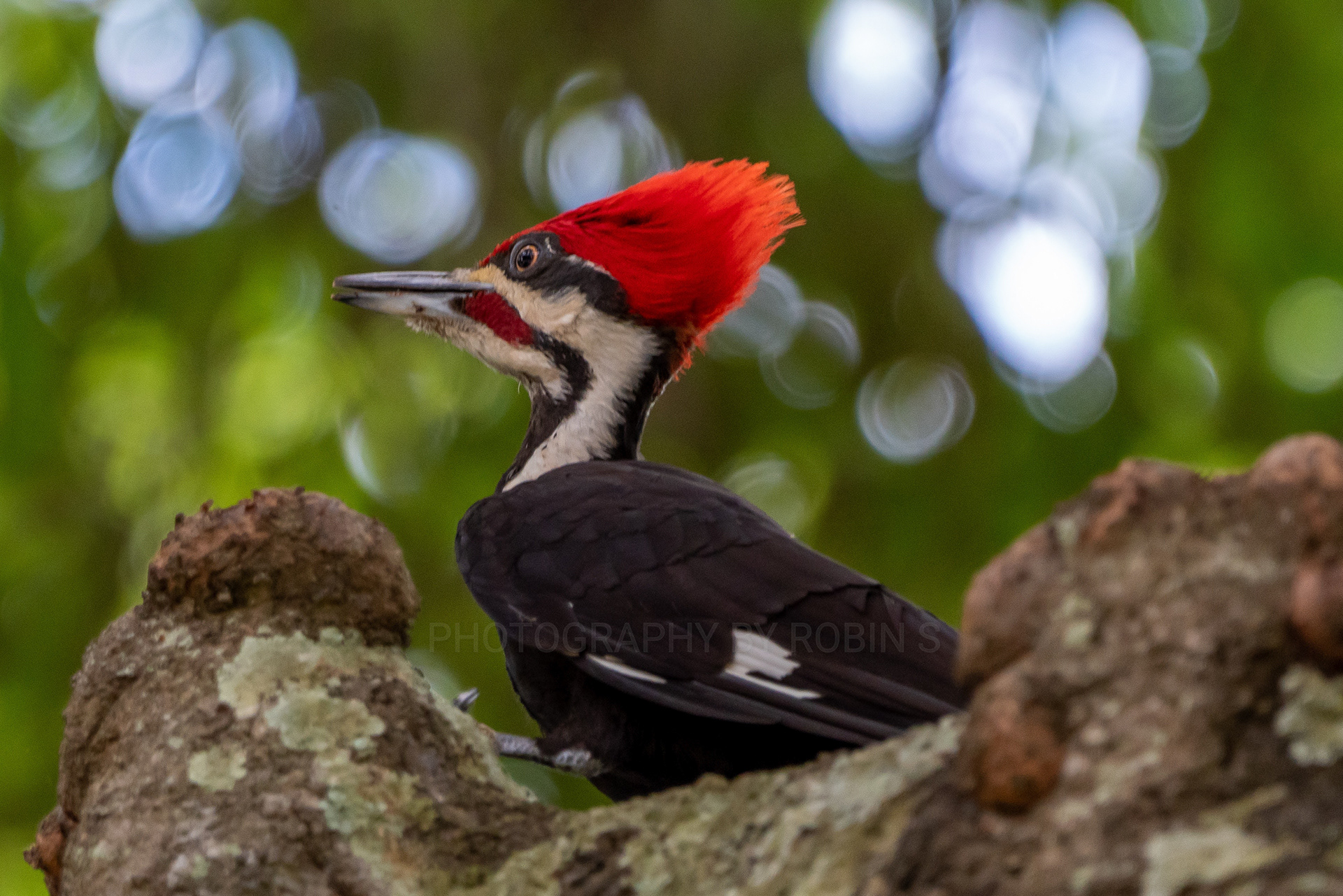 00013-Pileated Woodpecker in Arched Branch