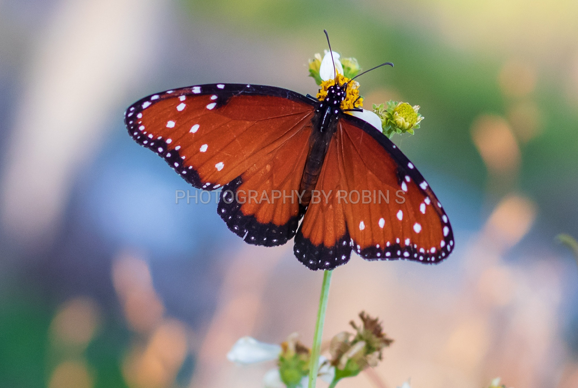 00030-Queen Butterfly on Pastel Background