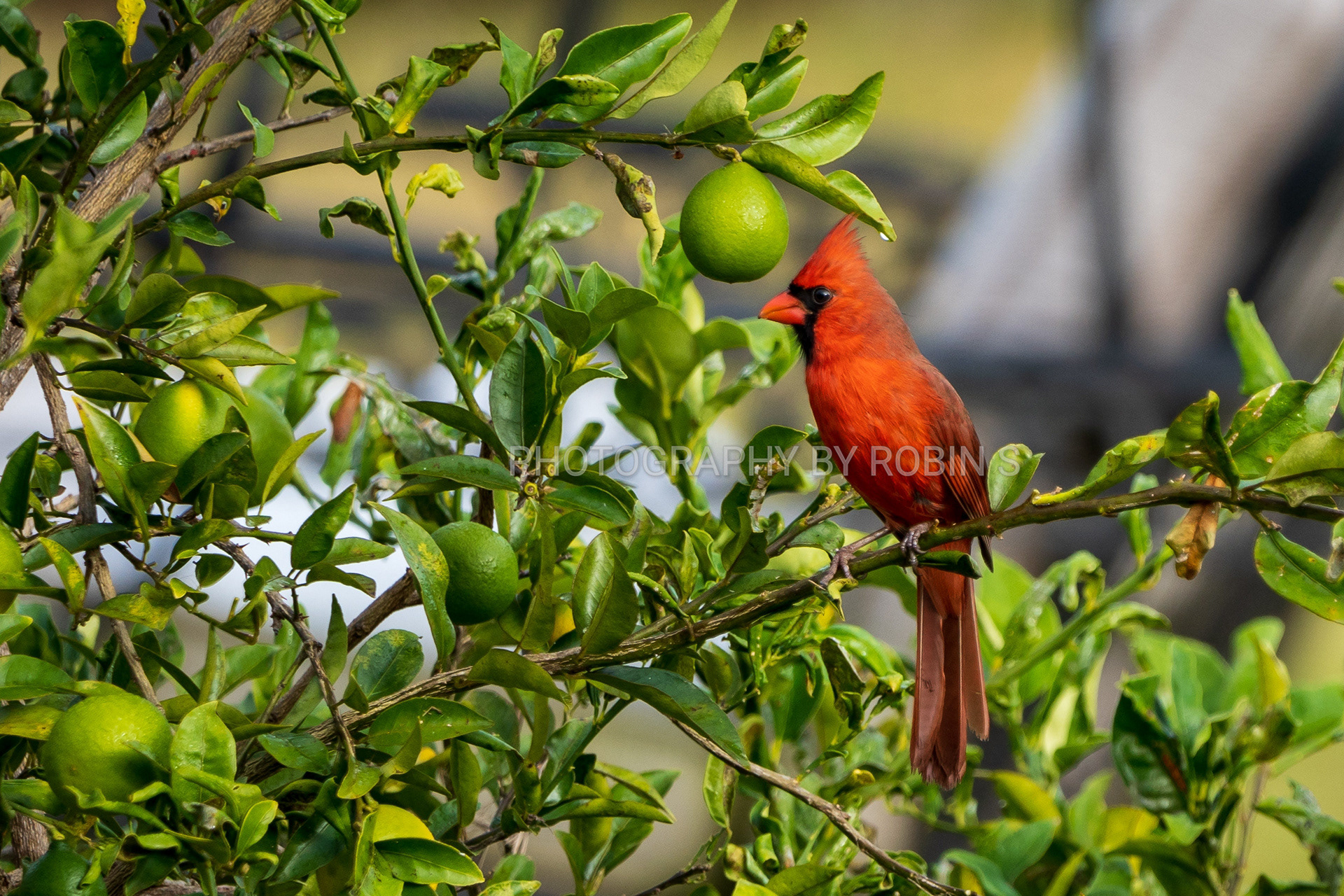 00019-Cardinalongreenfruittree