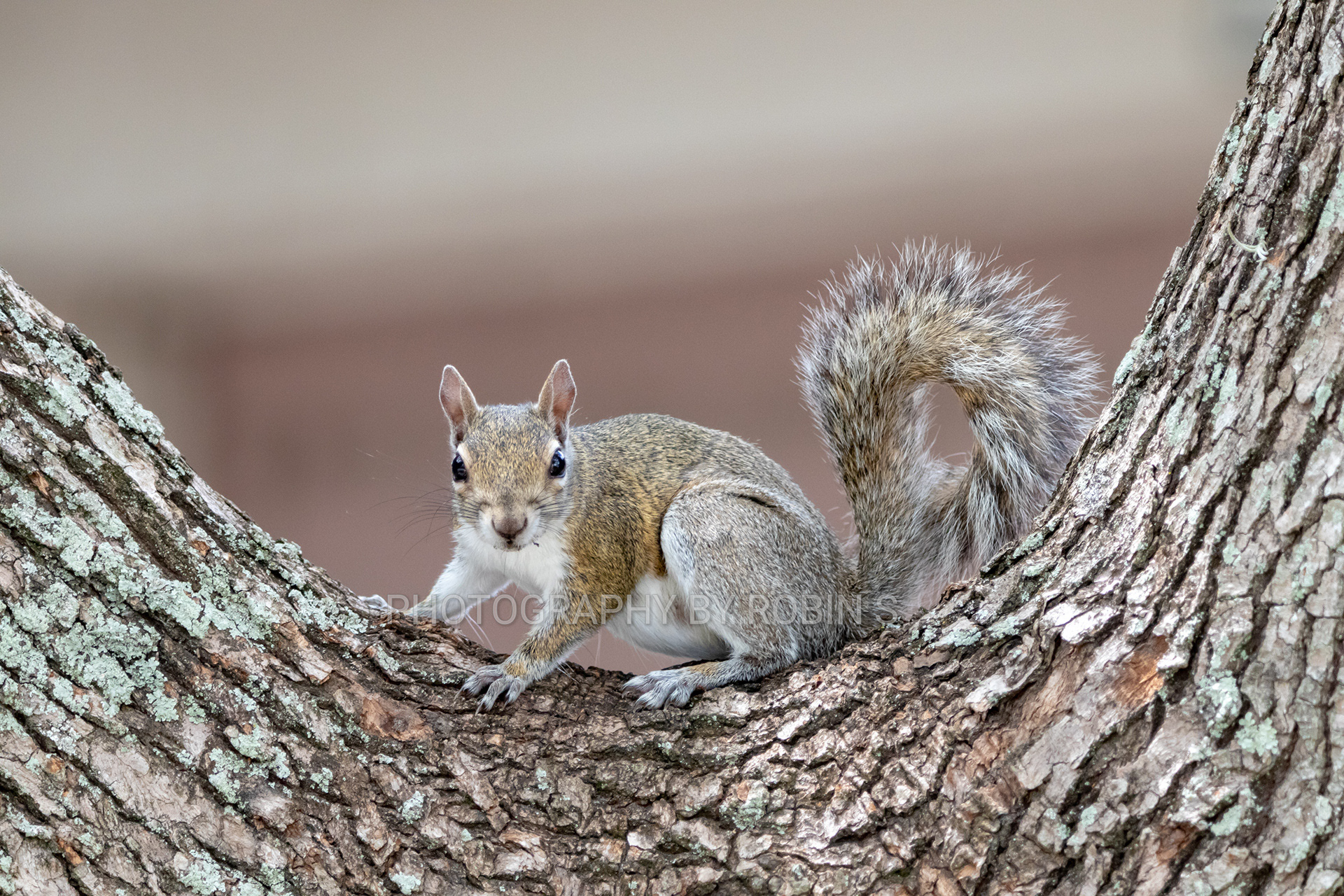 00018-SquirrelonTreeTrunk