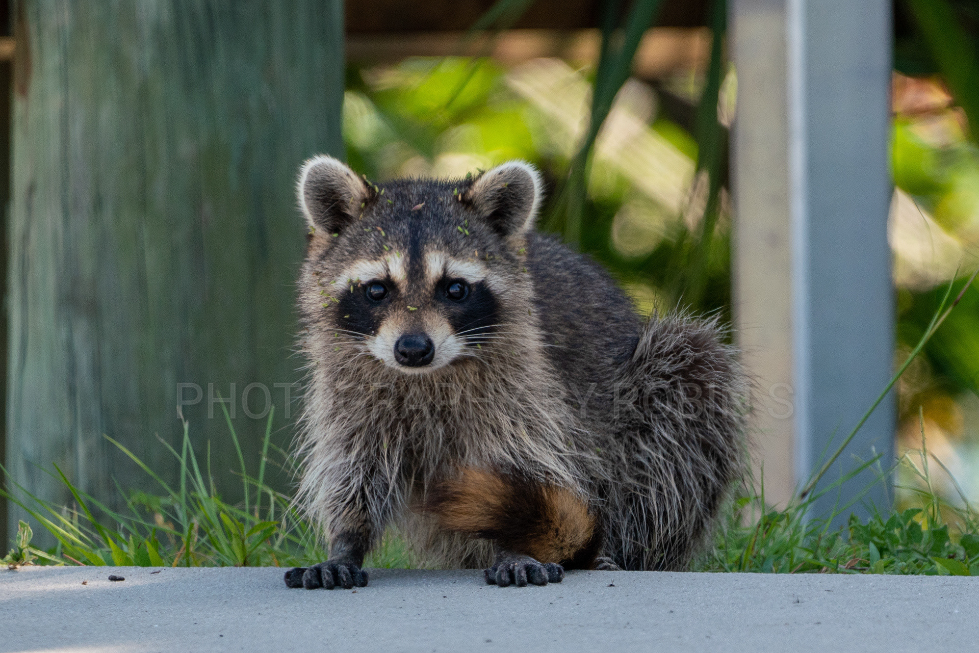 00050-Racoon Looking Forward
