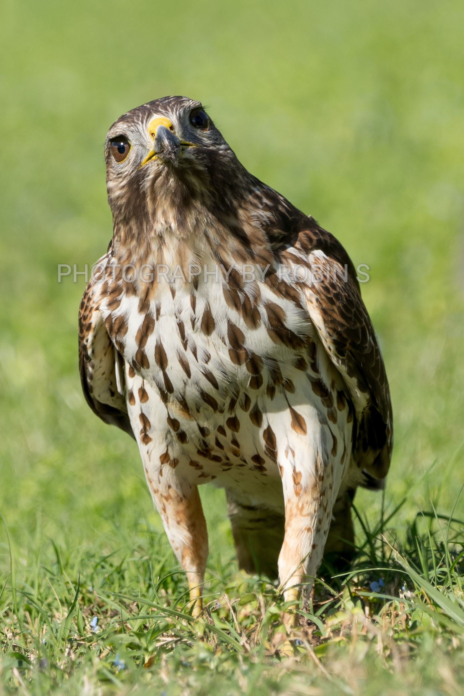 00048-Juvenile RS Hawk on Grass