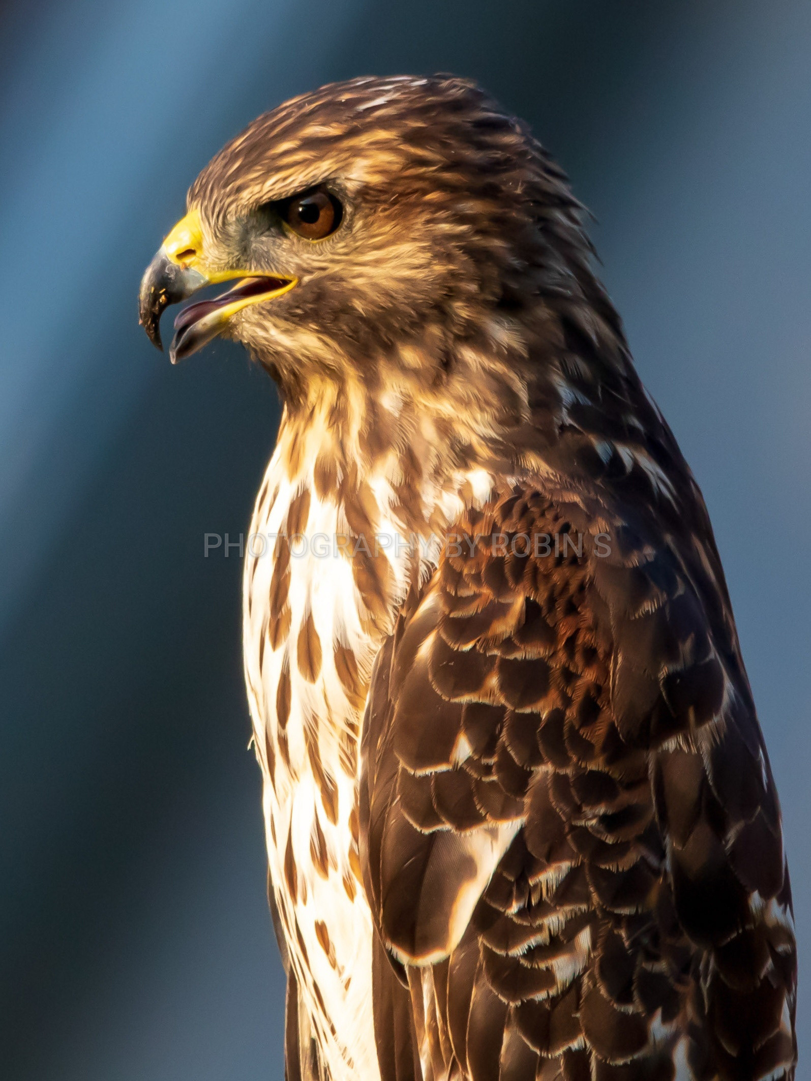 00023-RedshoulderedHawkPortraitonBlue