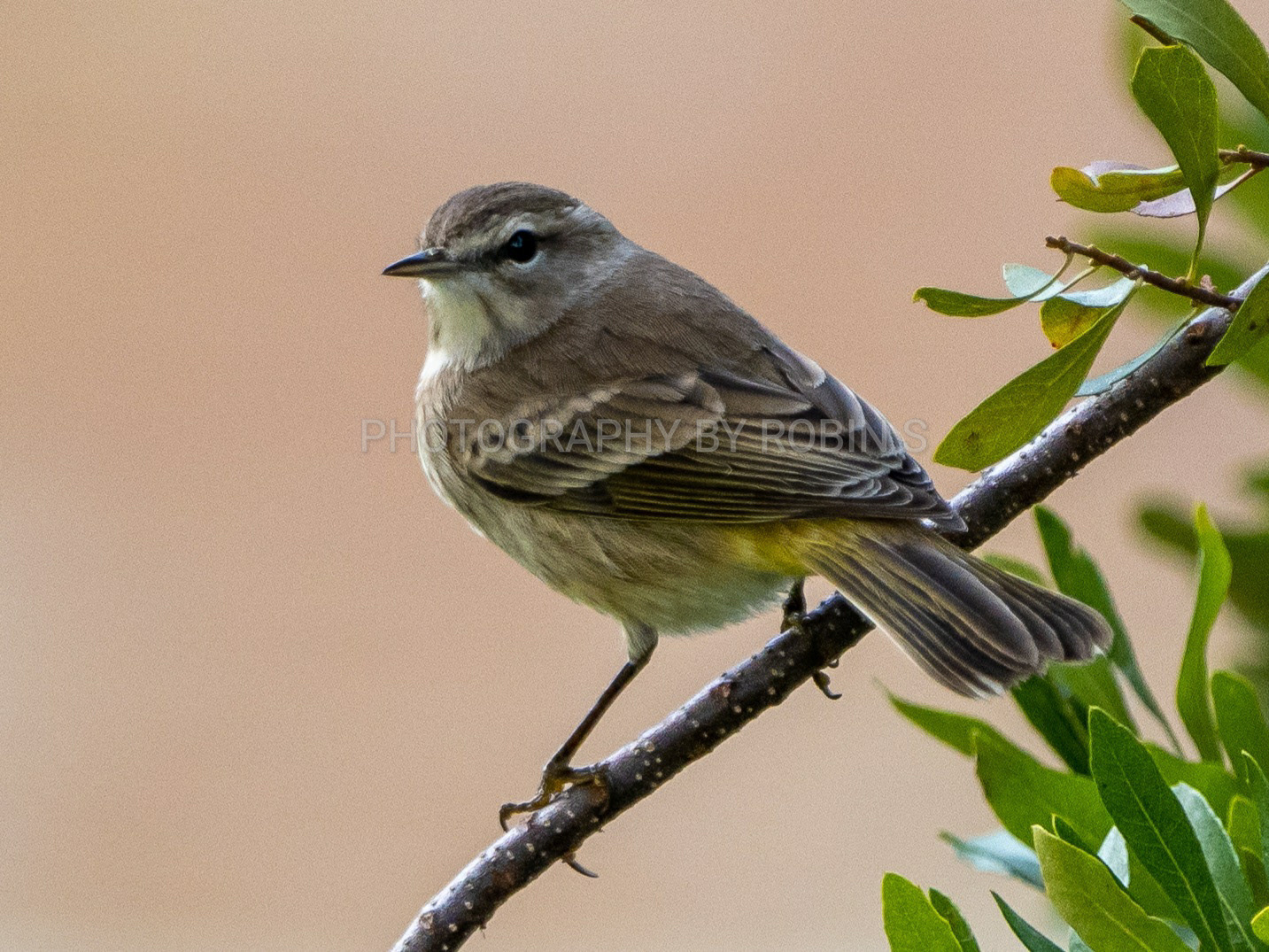 00047-Palm Warbler Taupe Bg
