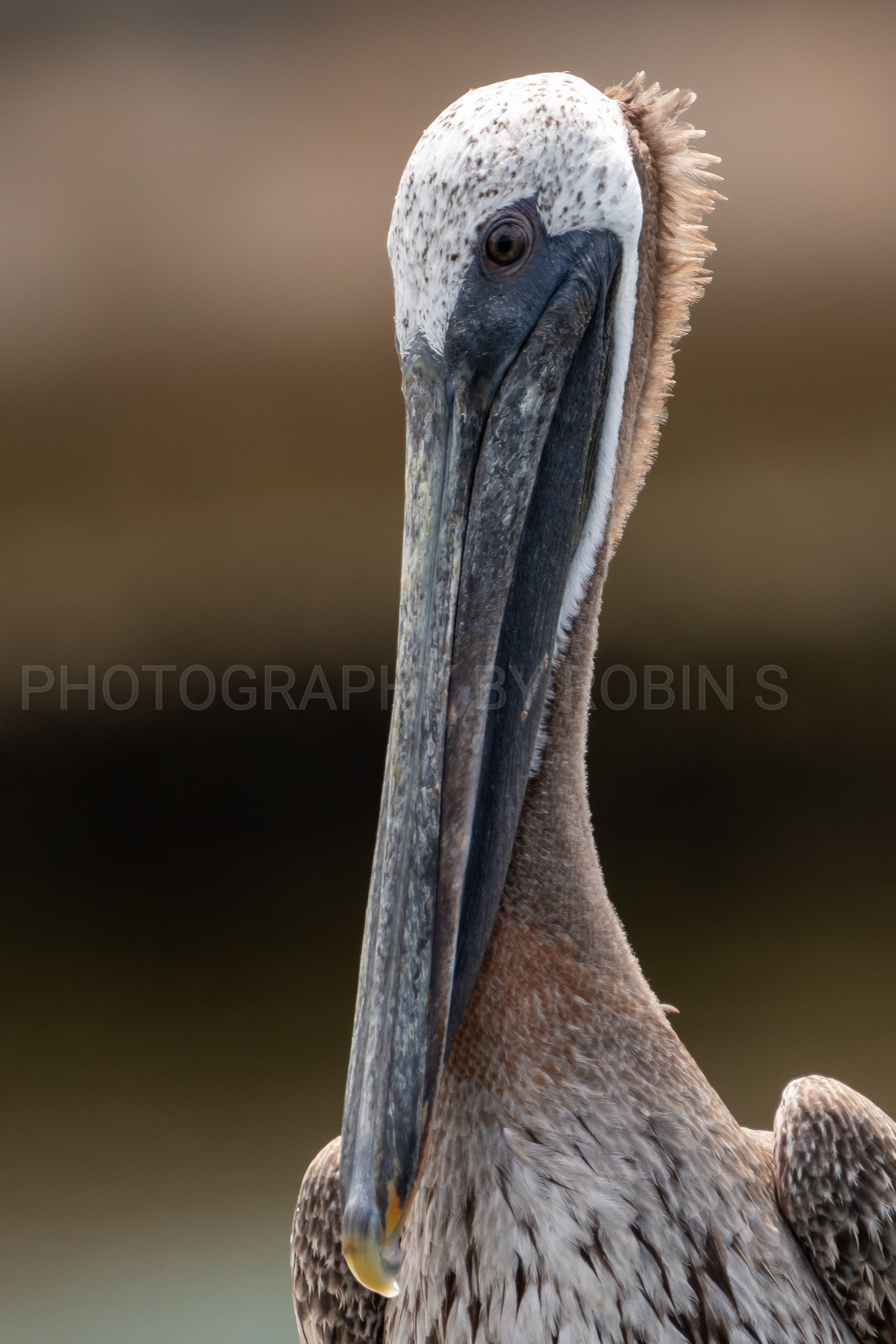 00035-Pelican Portrait Close Up