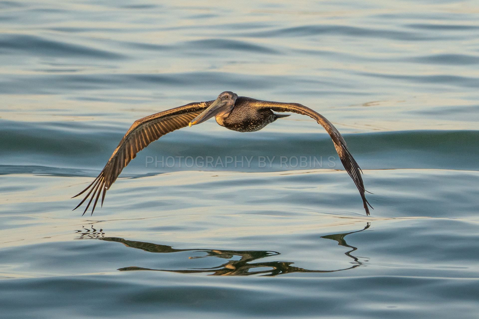 00006-PelicanFlight
