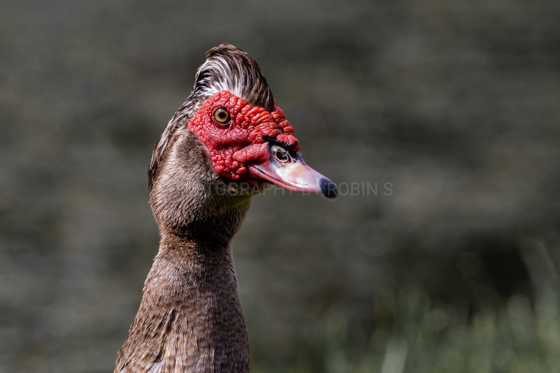 00021-MuscovyPortrait