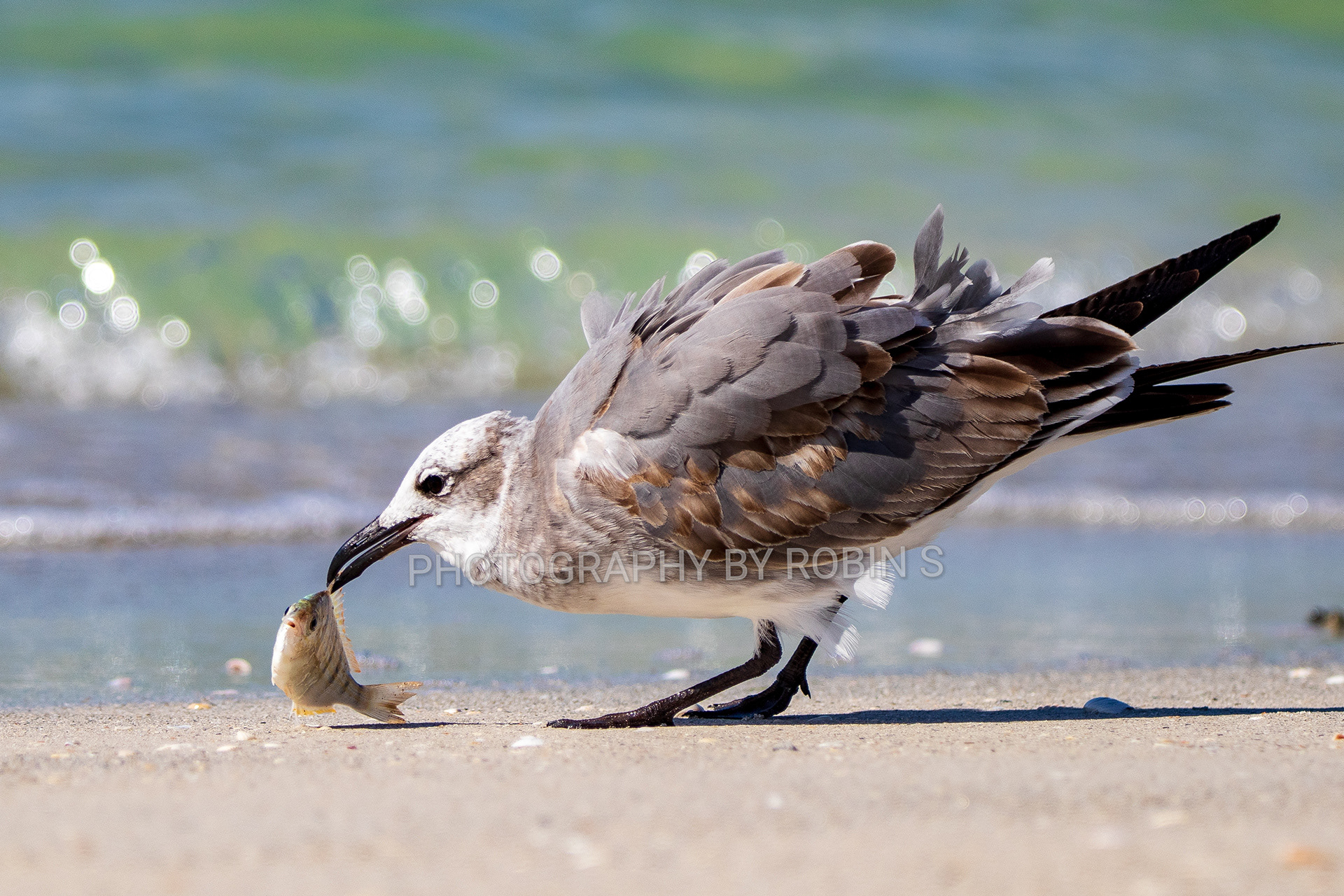 00011-Gullgulfwithfish