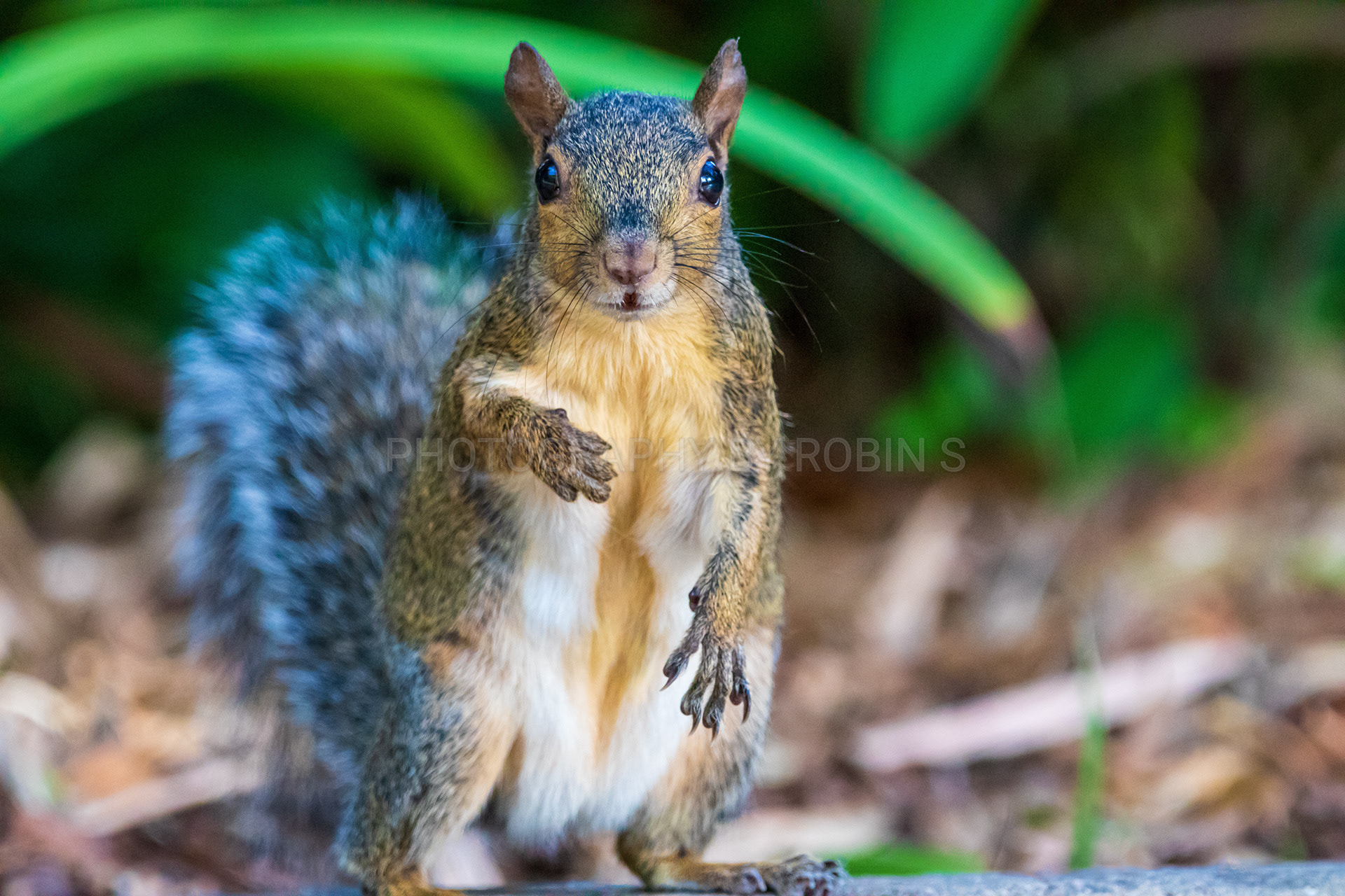 00014-Squirrel with Bright Green Branches