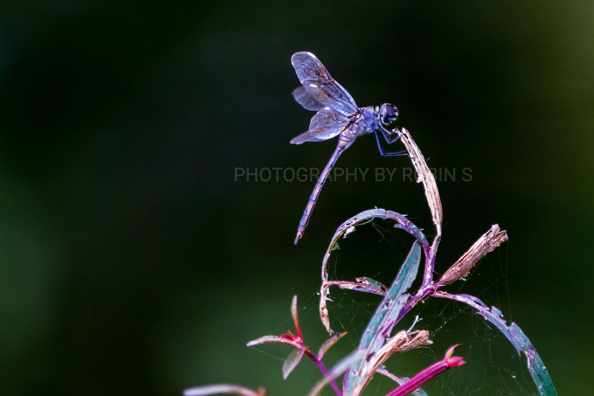 00010-DragonflySwirl