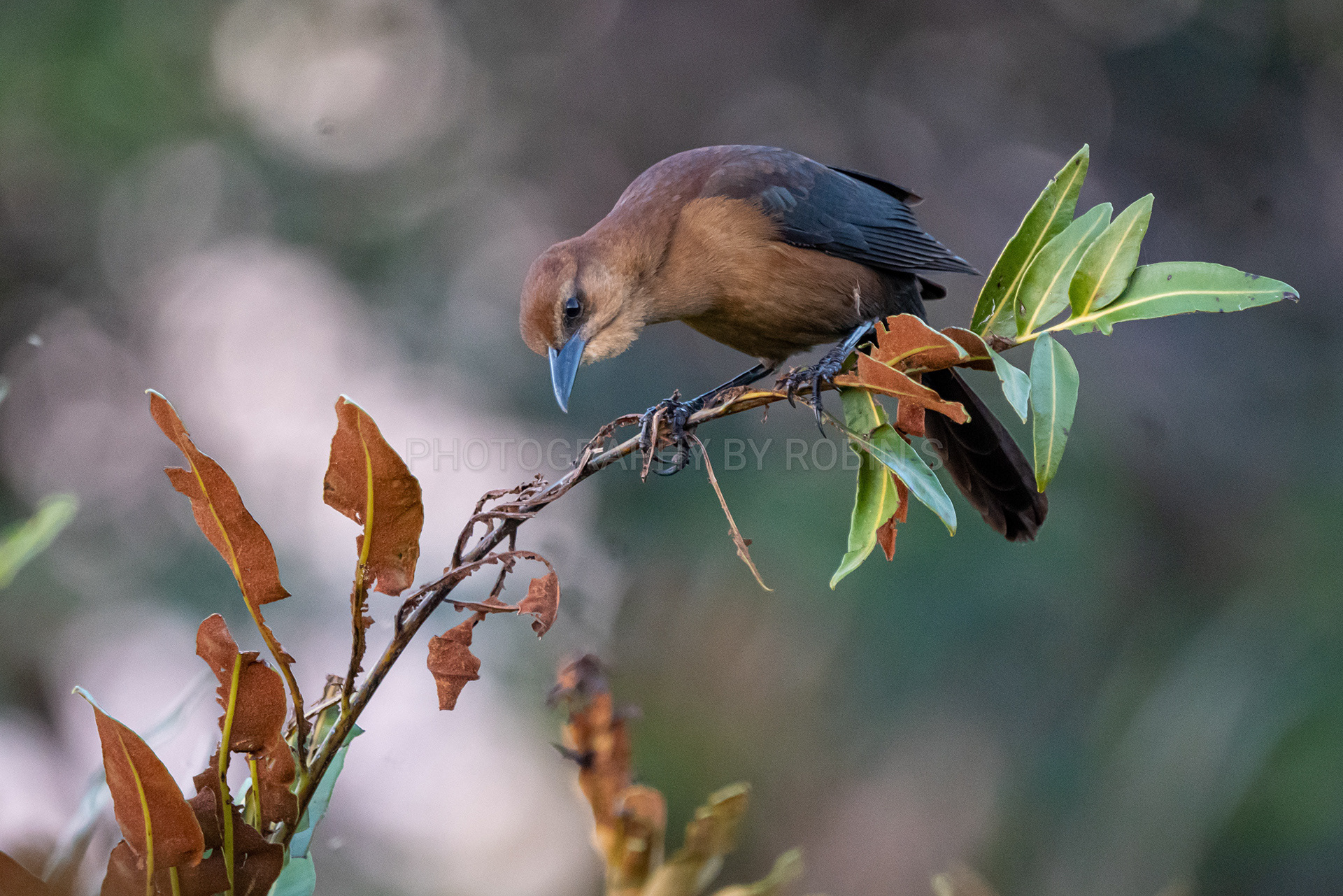 00007-LadyGrackle