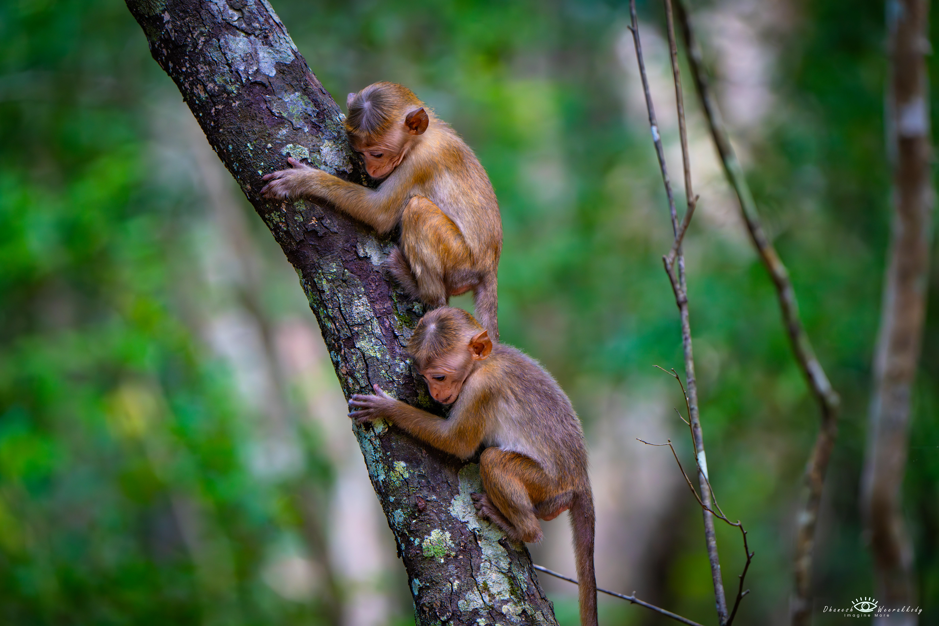 Sri Lankan Monkeys – Wilpattu National Park (Nov 2024)  These two playful Sri Lankan toque macaques (Macaca sinica), little brothers perched on a tree, were captured during my visit to Wilpattu National Park. Endemic to Sri Lanka, these intelligent and social monkeys are known for their expressive faces and strong family bonds.