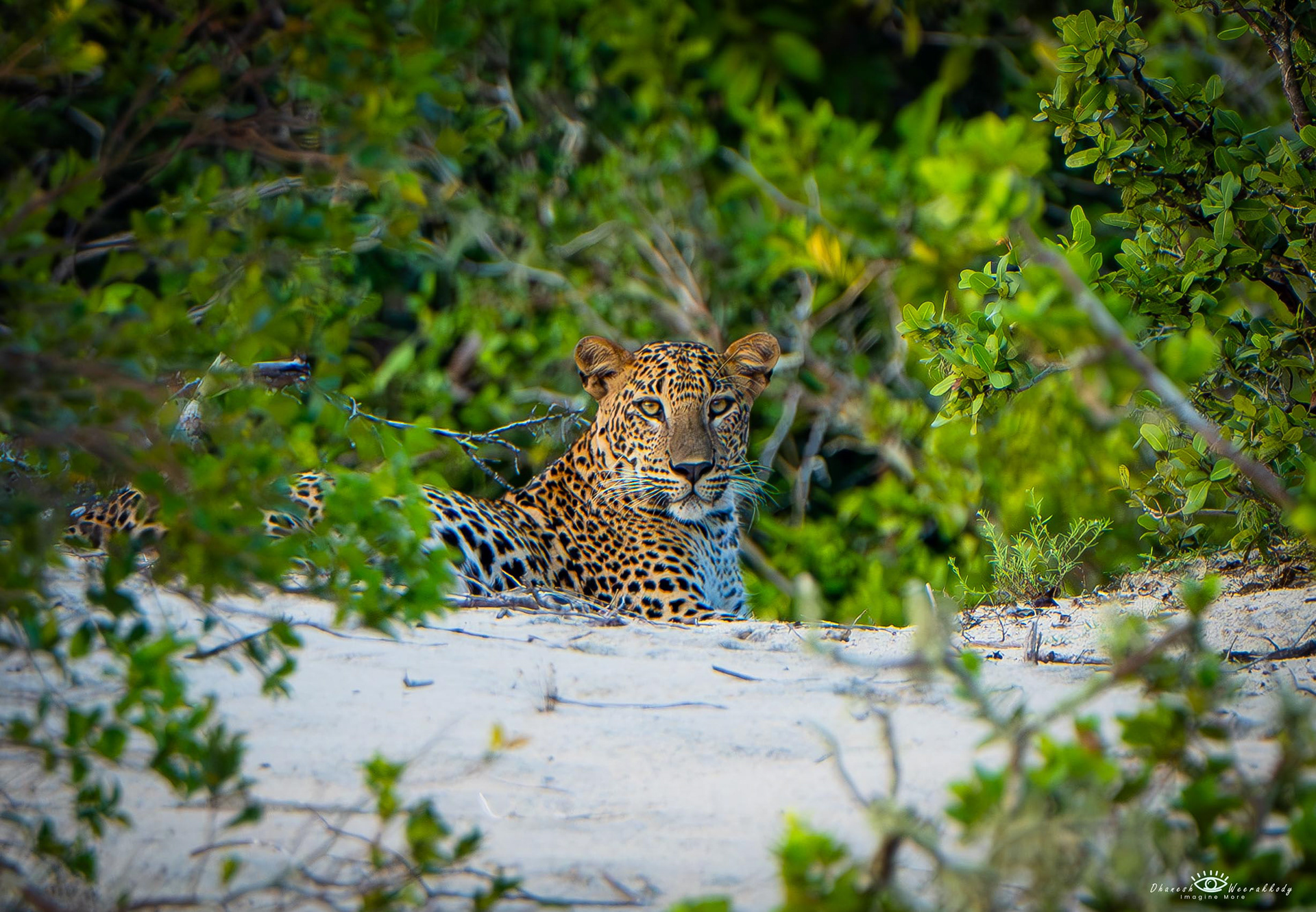 Sri Lankan Leopard – Wilpattu National Park (Nov 2024)  Captured during my visit to Wilpattu National Park, this majestic Sri Lankan Leopard (Panthera pardus kotiya) is an iconic predator unique to Sri Lanka. As the apex predator of the island, it roams freely in the dense forests of Wilpattu, showcasing its elusive beauty and strength.