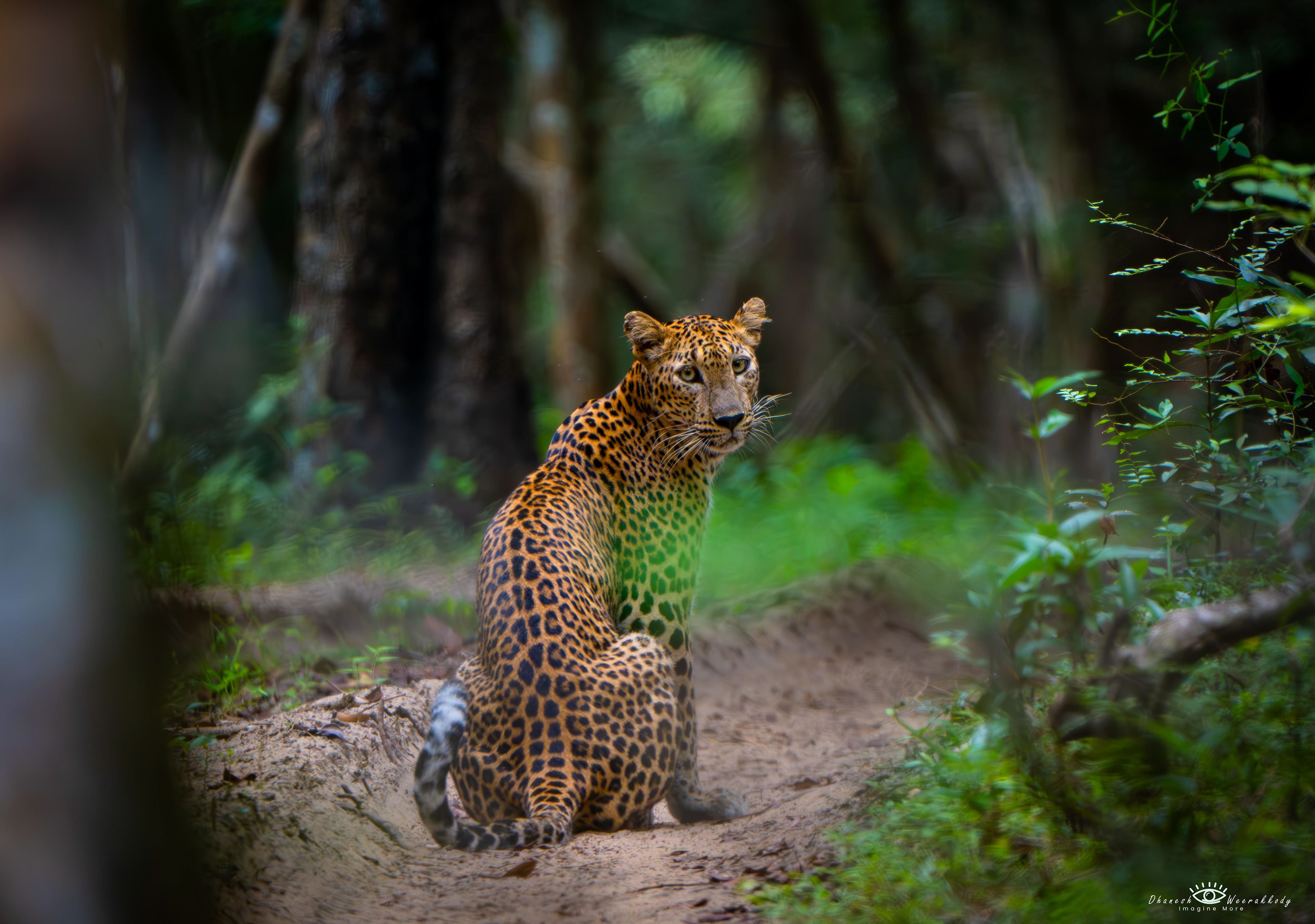 Sri Lankan Leopard – Wilpattu National Park (Nov 2024)  Captured during my visit to Wilpattu National Park, this majestic Sri Lankan Leopard (Panthera pardus kotiya) is an iconic predator unique to Sri Lanka. As the apex predator of the island, it roams freely in the dense forests of Wilpattu, showcasing its elusive beauty and strength.